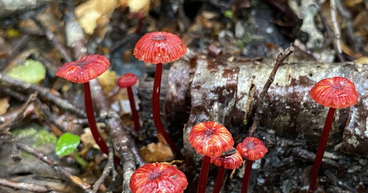 Ruby Bonnot Good Garden | Cruentomycena viscidocruenta (Ruby Bonnet)