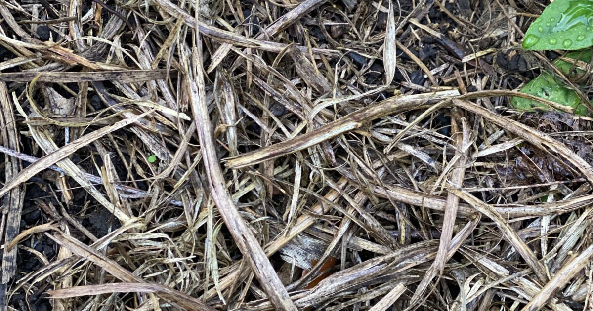 Good Garden Kokihi, native spinach pea straw mulch