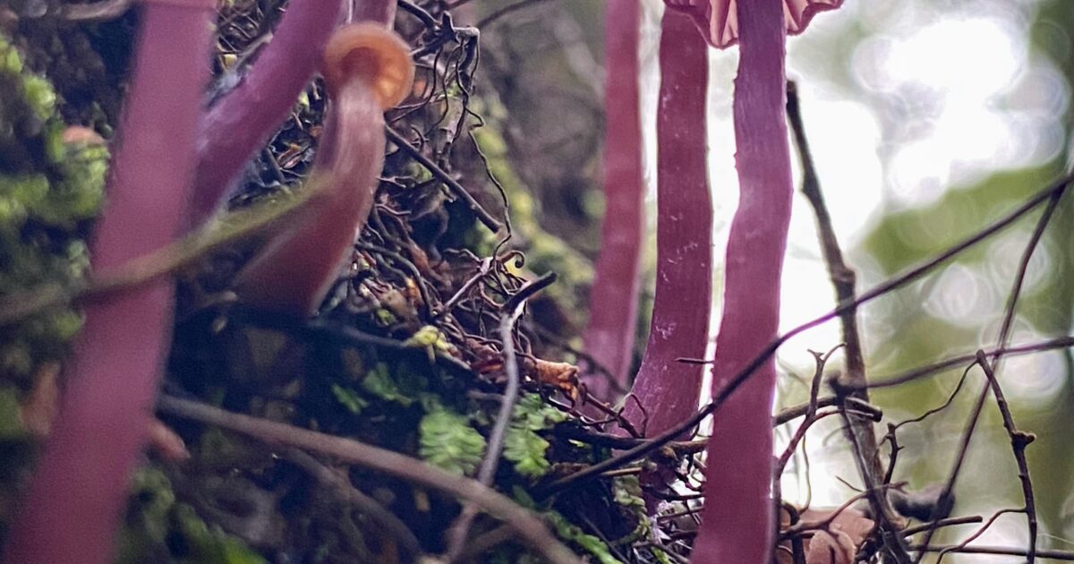 Good Garden Harwoods Hole, Tākaka Hill, Abel Tasman National Park