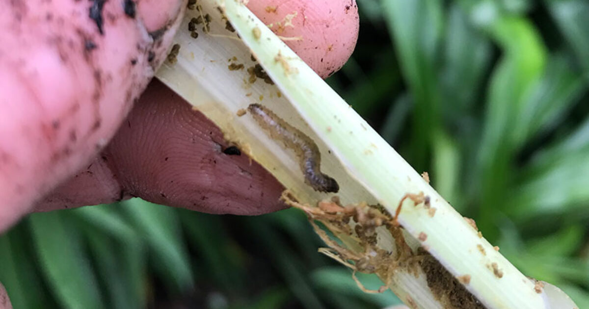 Good Garden Pest/disease control