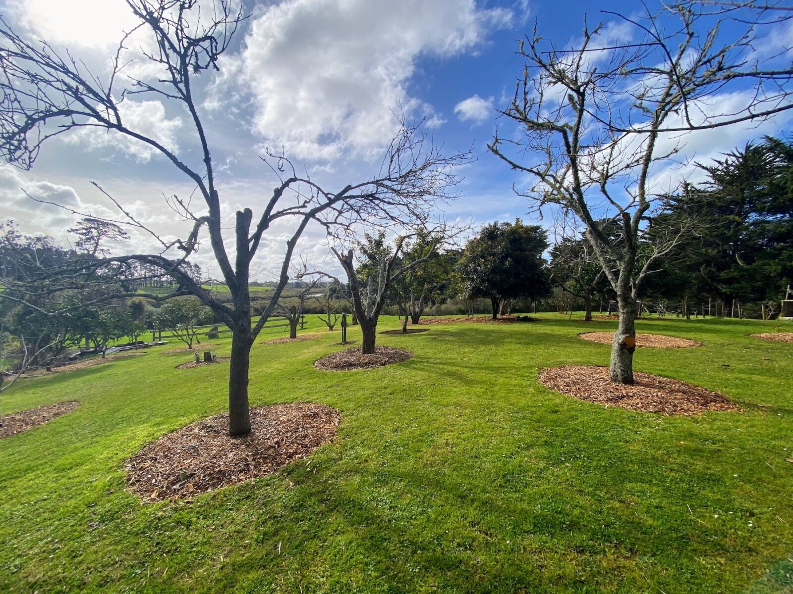 Burgeoning food forest 3