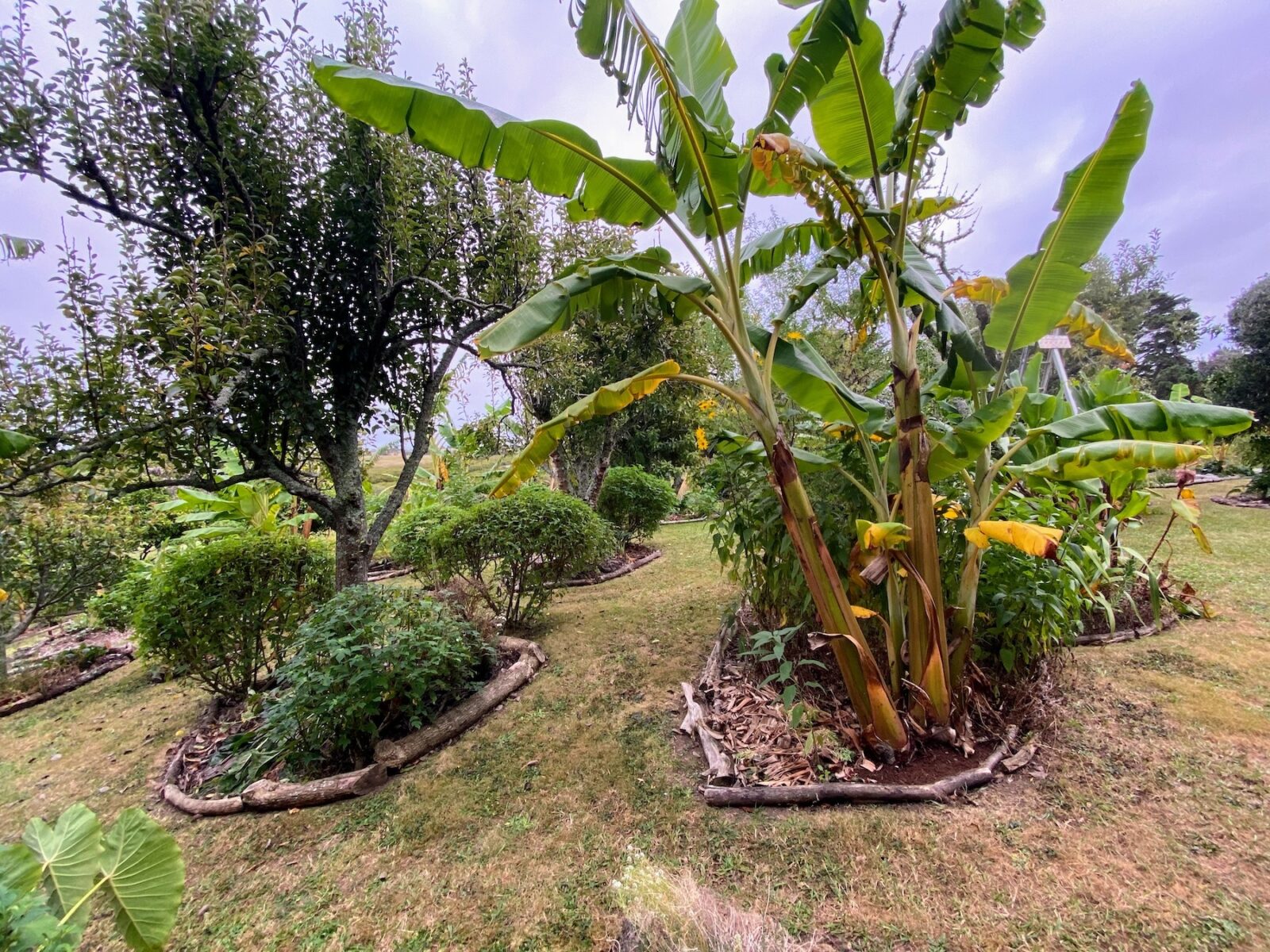 Burgeoning food forest 4