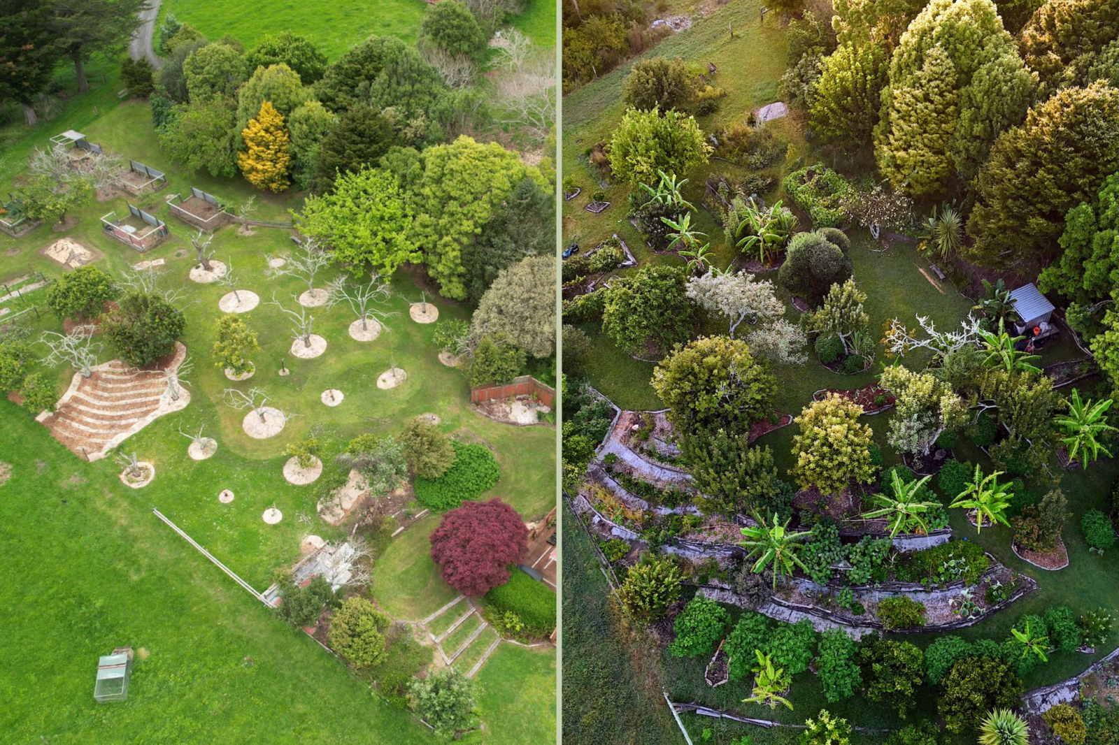 Burgeoning food forest compare