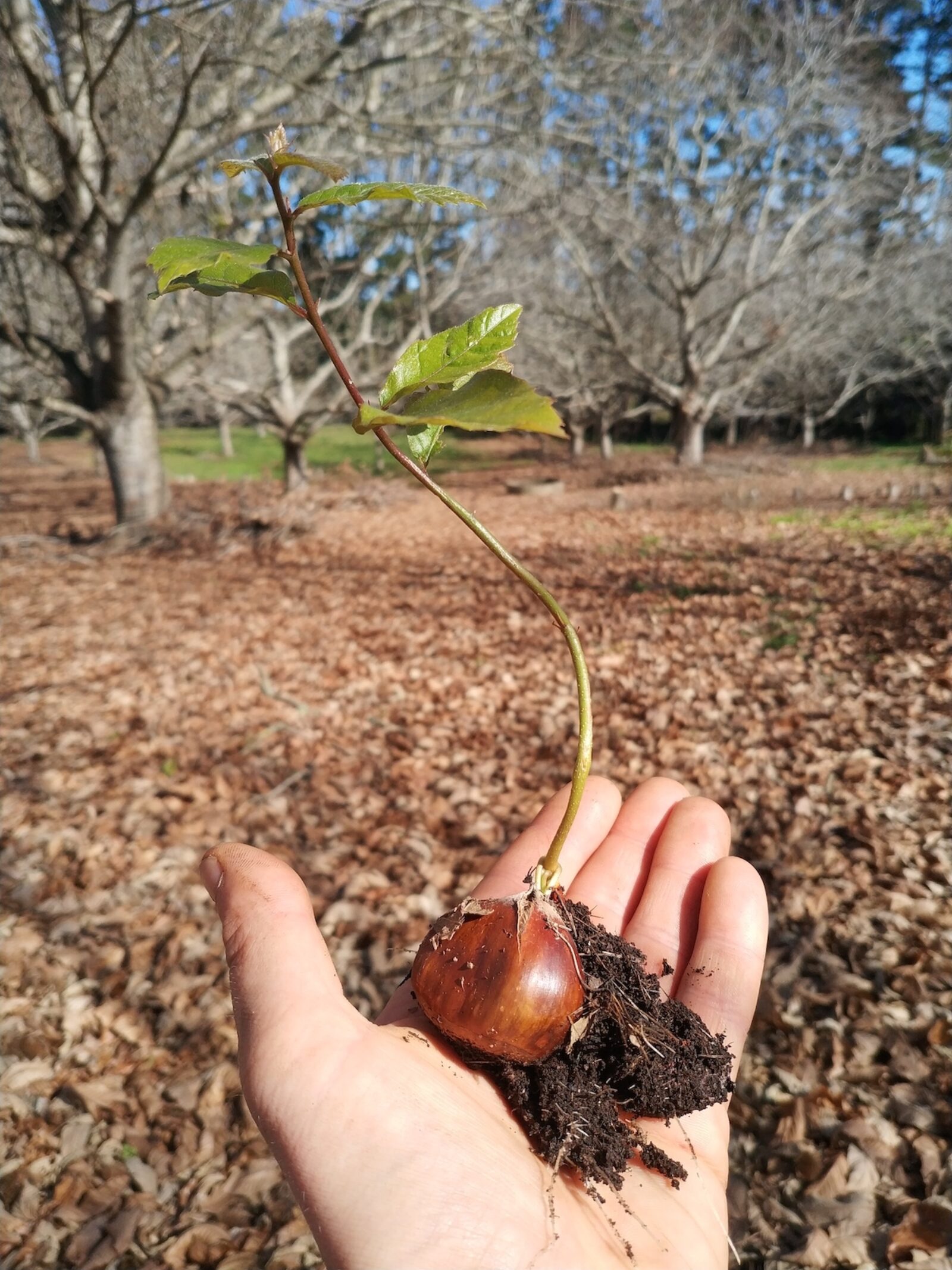 Chesnut seedling