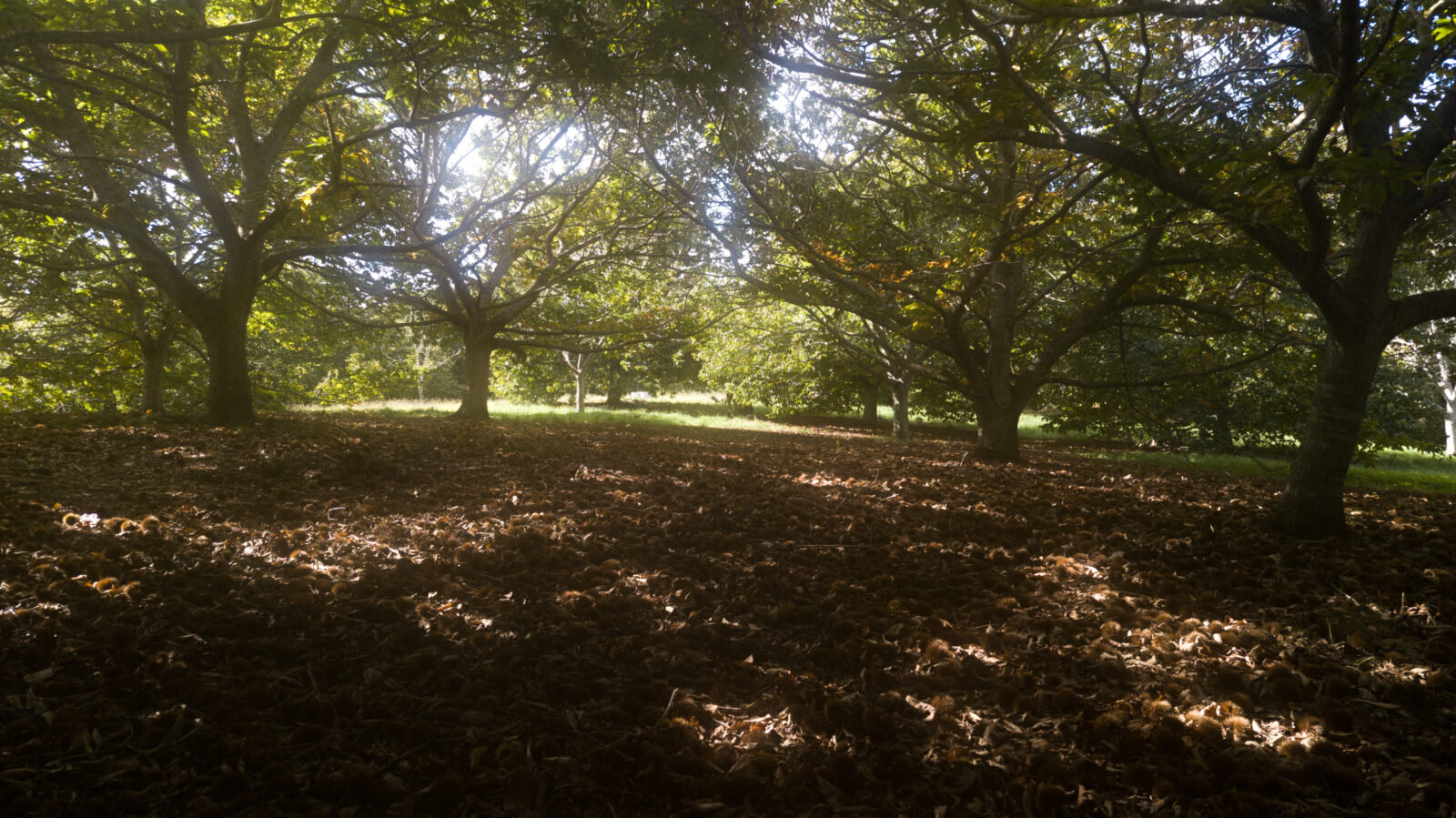 Chestnut canopy layer