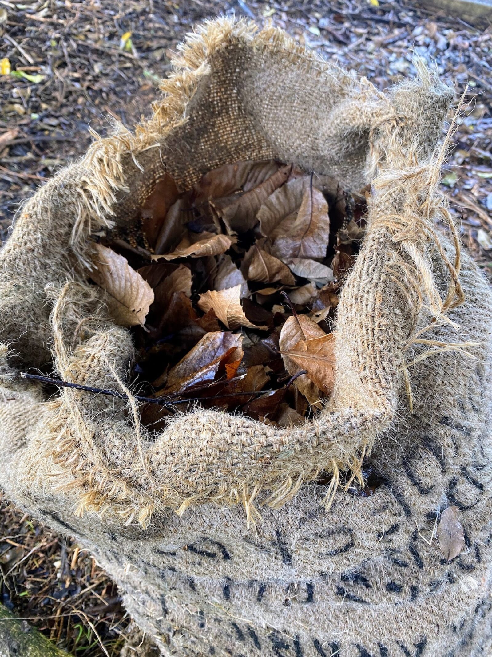 Chestnut leaf mold mulch