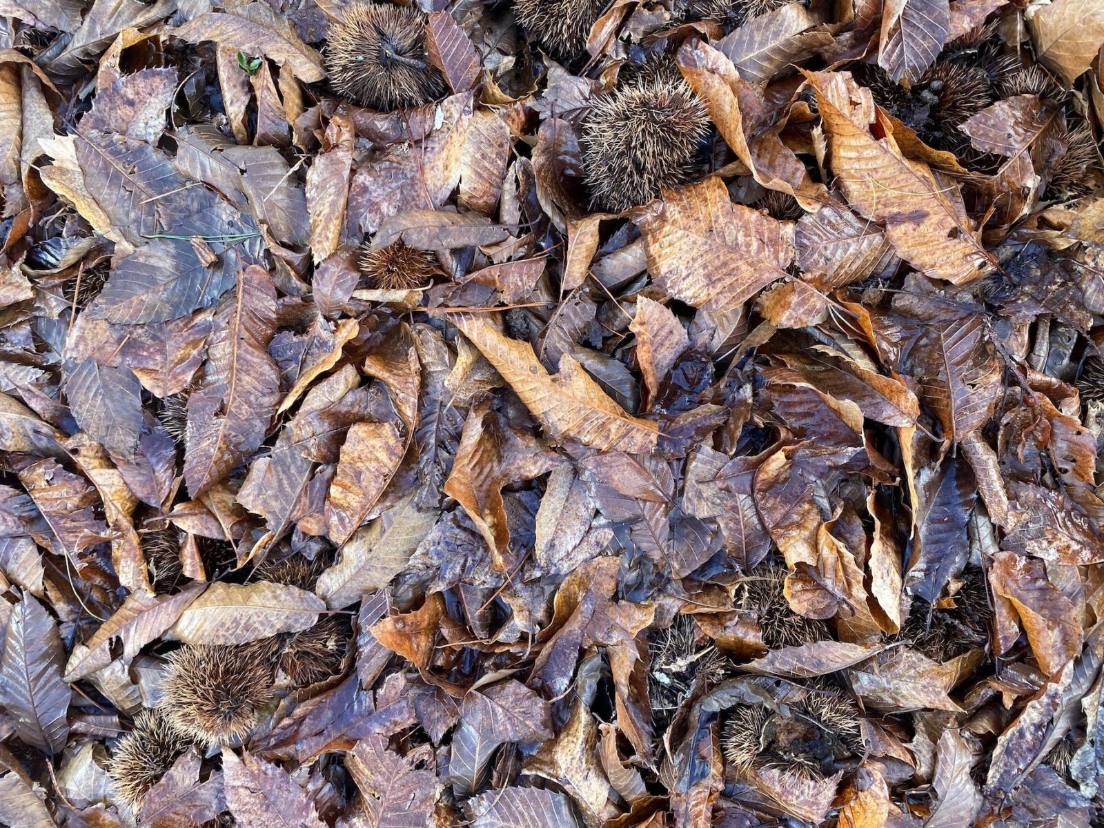 Chestnut leaves