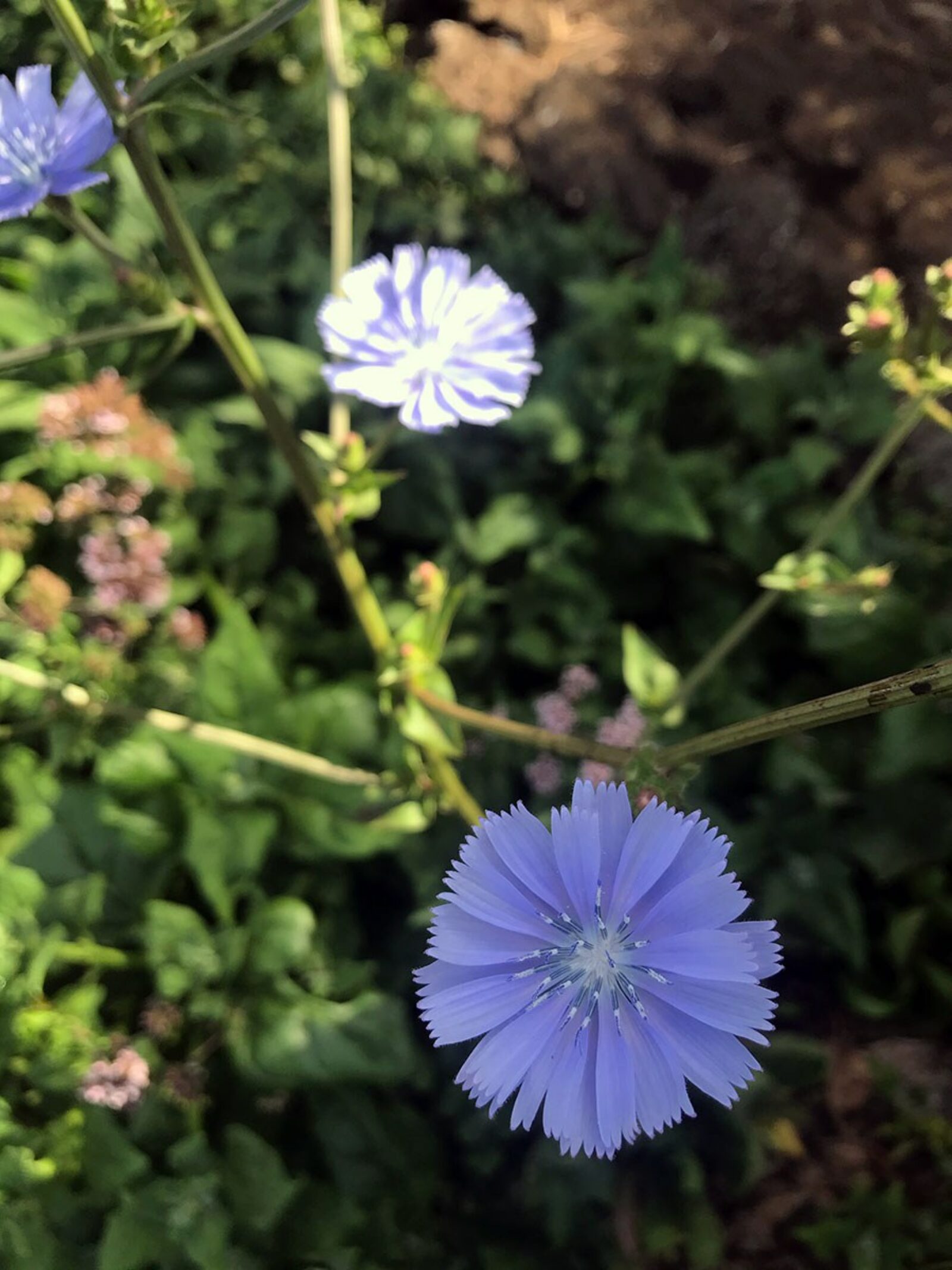 Chicory flower in garden auckland