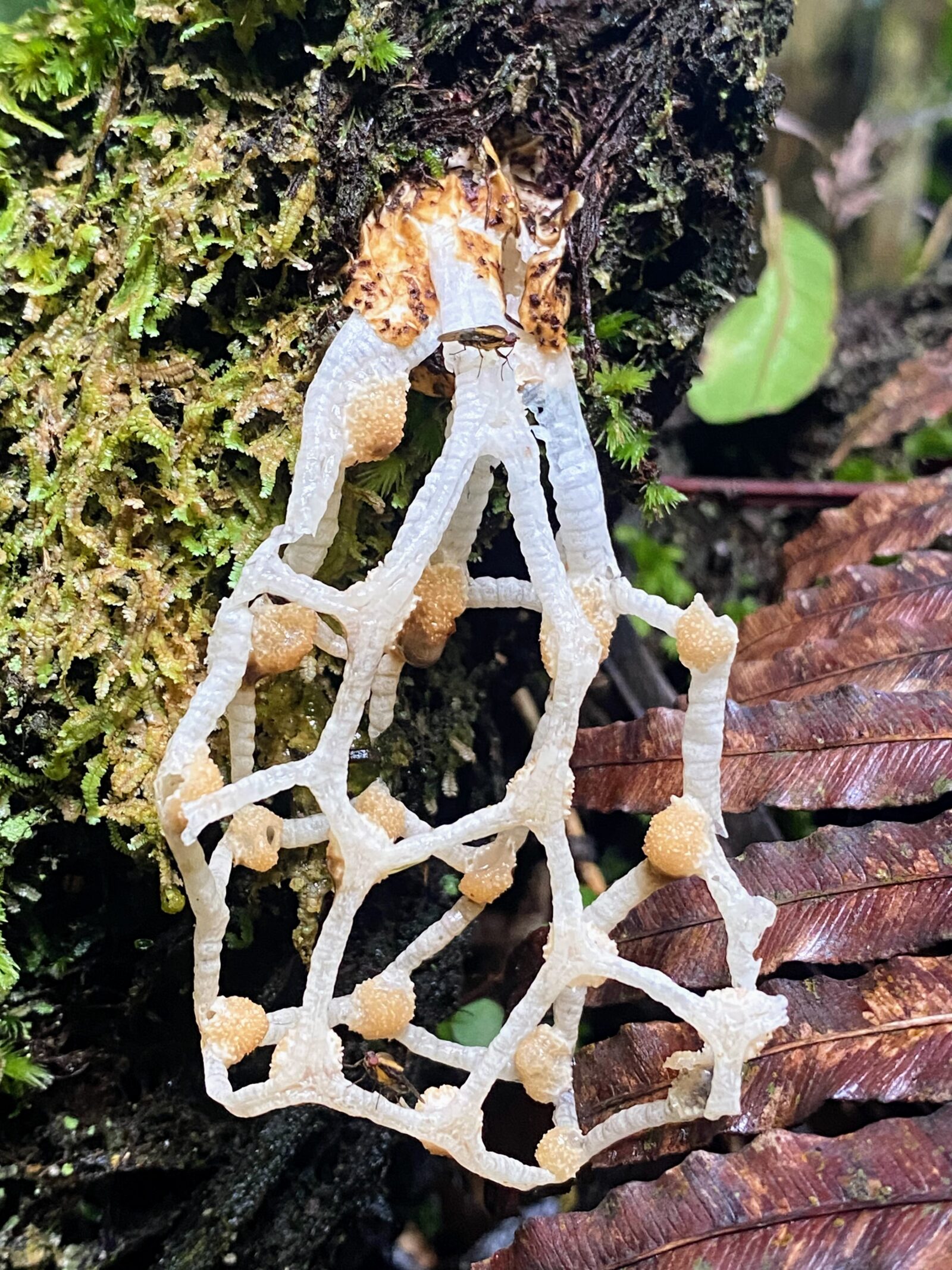 Clathrus chrysomycelinus