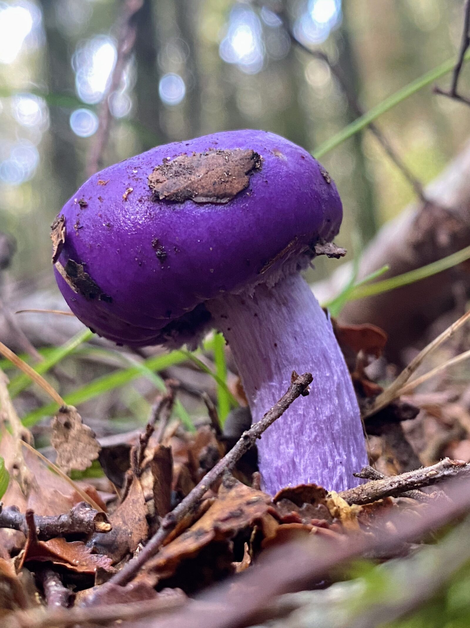 Cortinarius porphyroideus