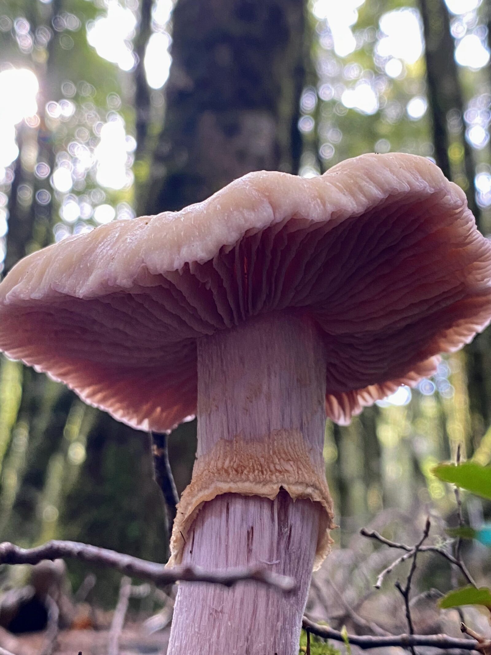 Cortinarius