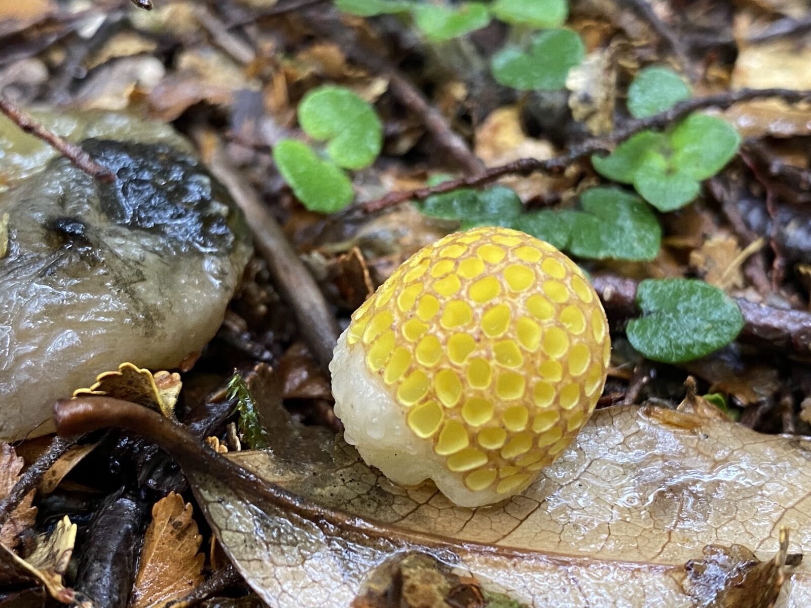 Cyttaria gunnii (Beech orange)