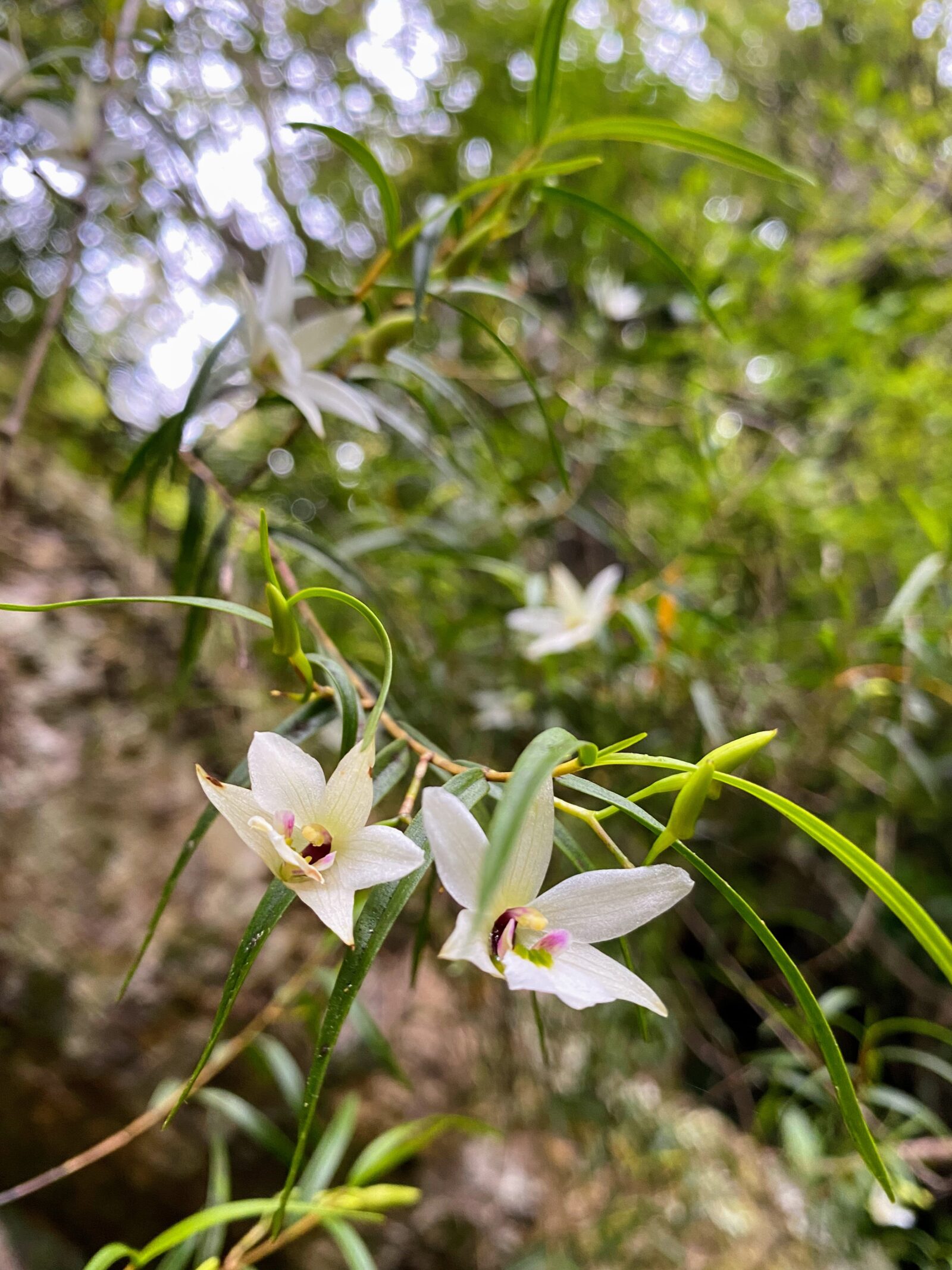 Dendrobium cunninghamii (Winika)