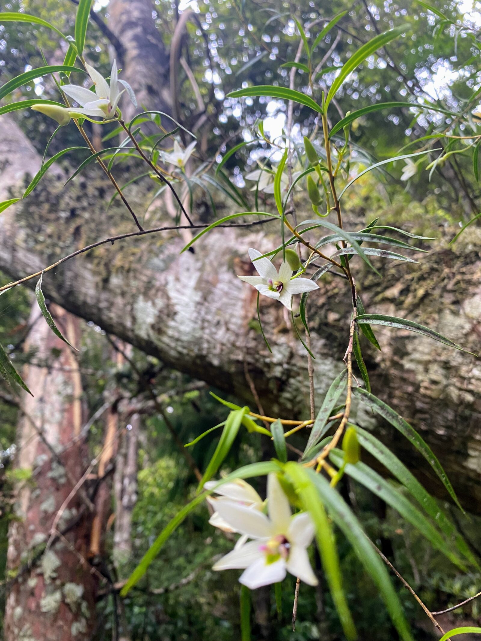 Dendrobium cunninghamii 2