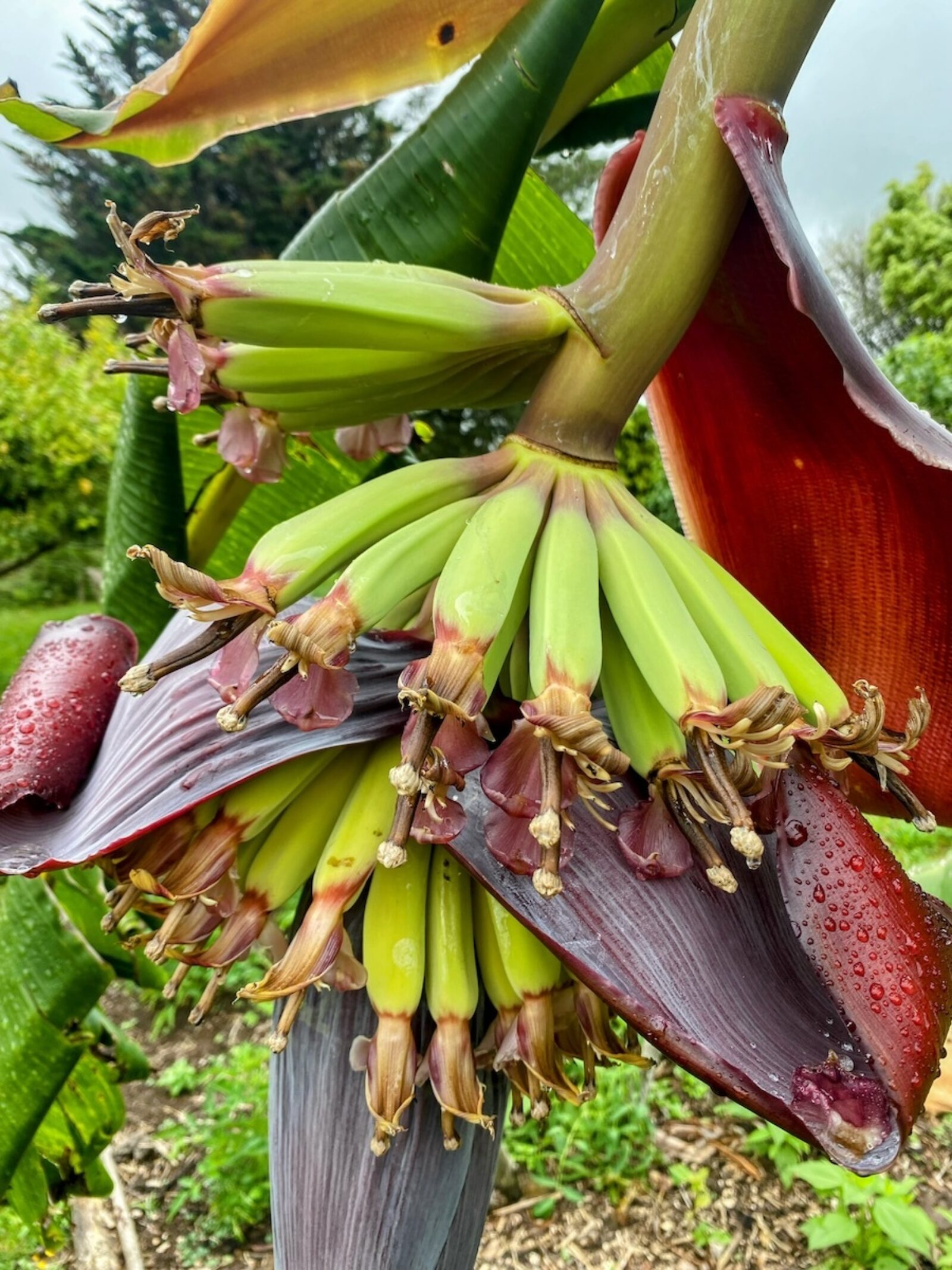 First banana flower