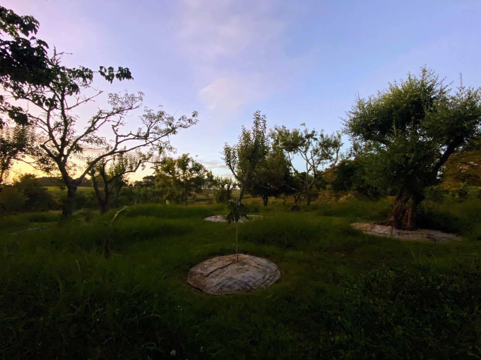 Food forest evening