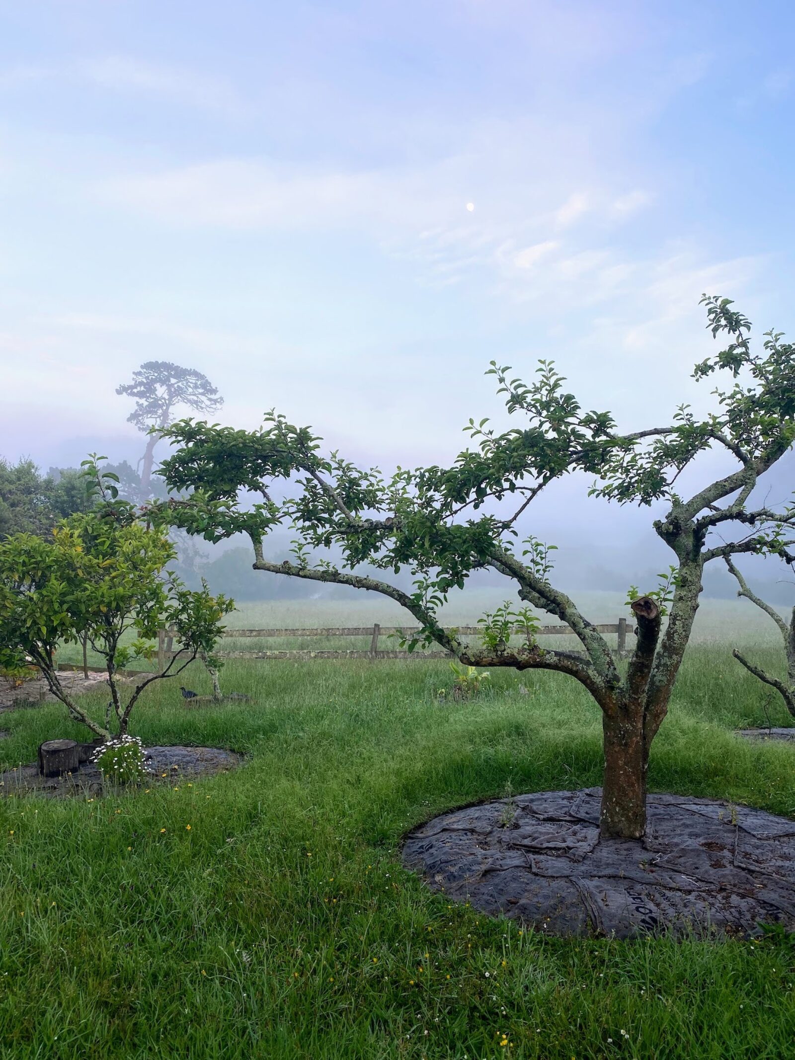 Food forest spring