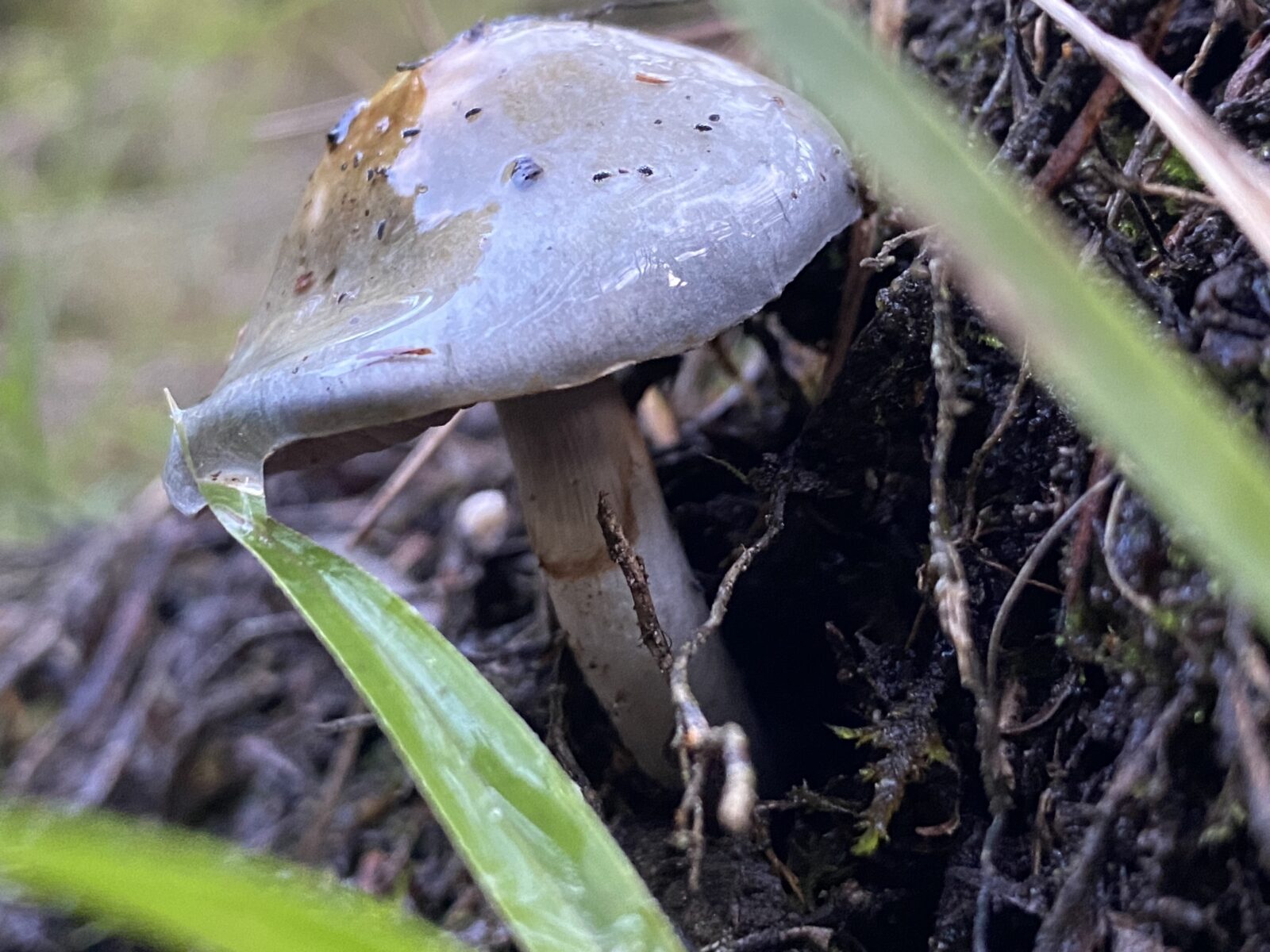 Genus cortinarius