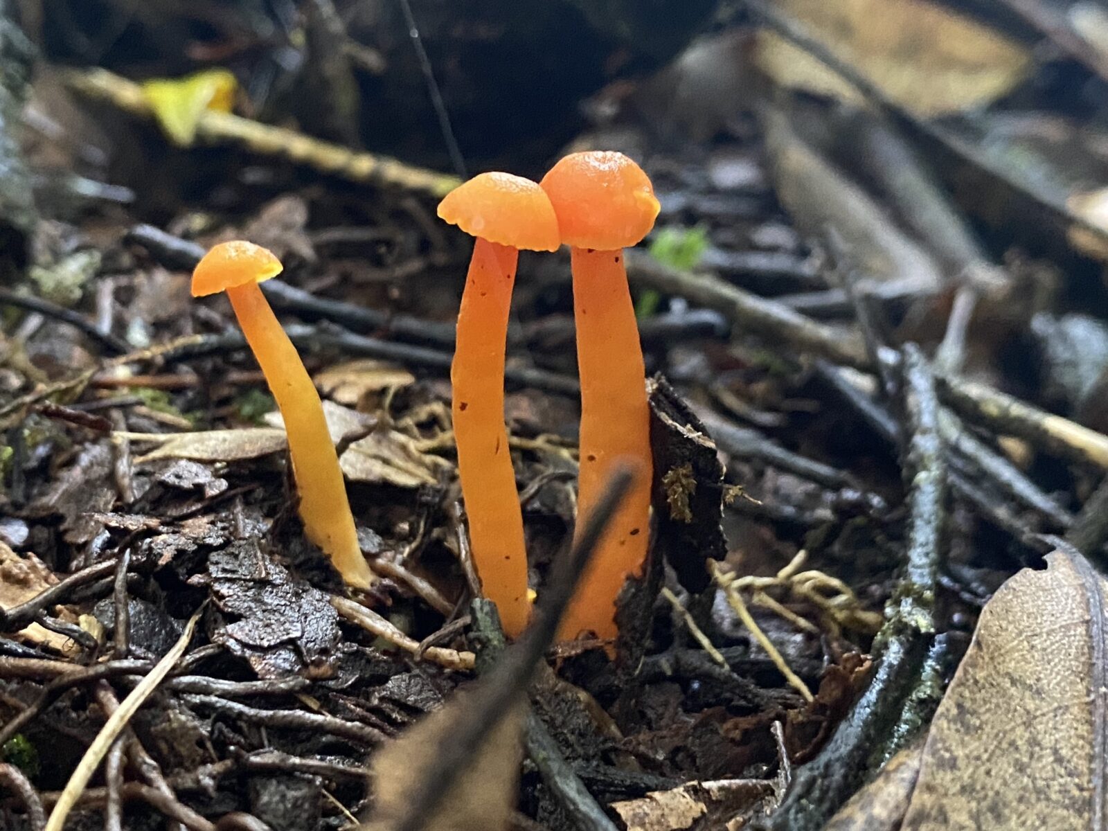 Genus hygrocybe 1