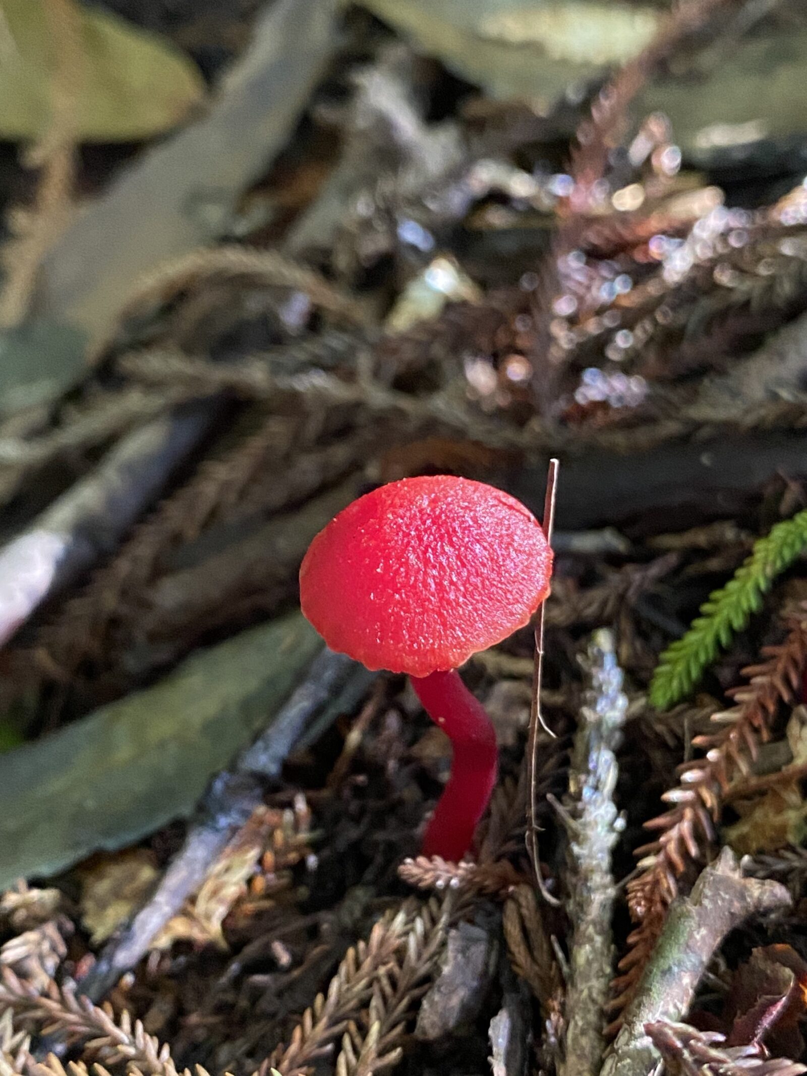 Genus hygrocybe 2