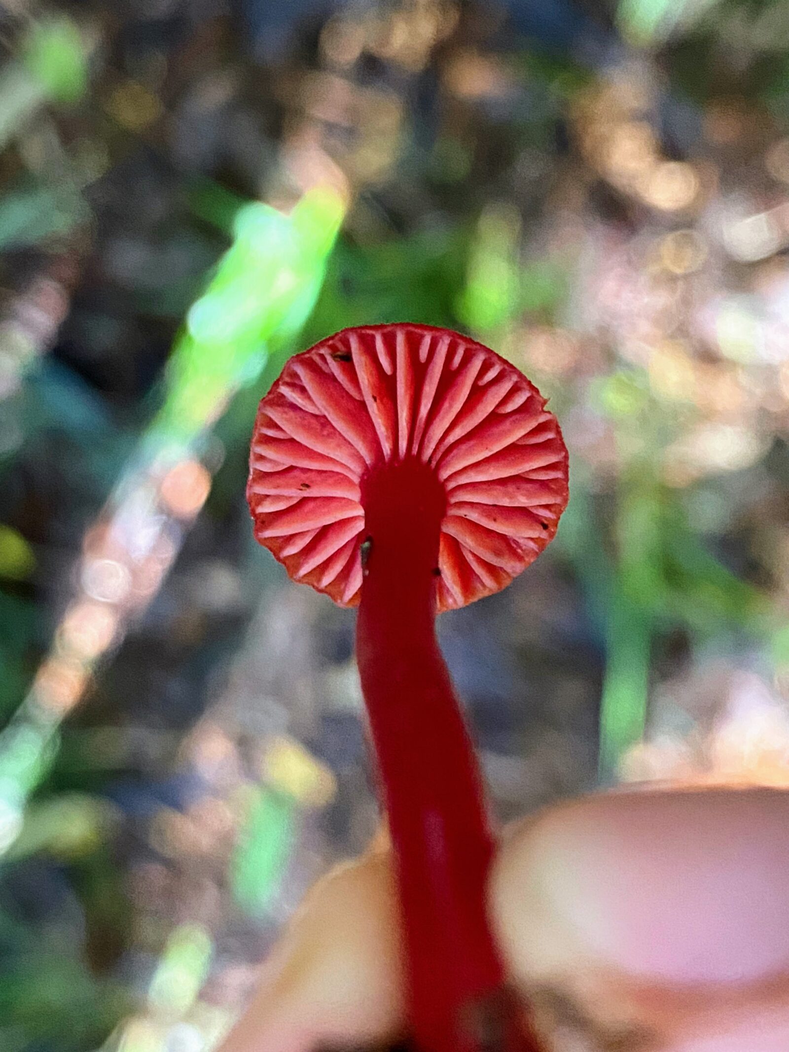 Genus hygrocybe 3