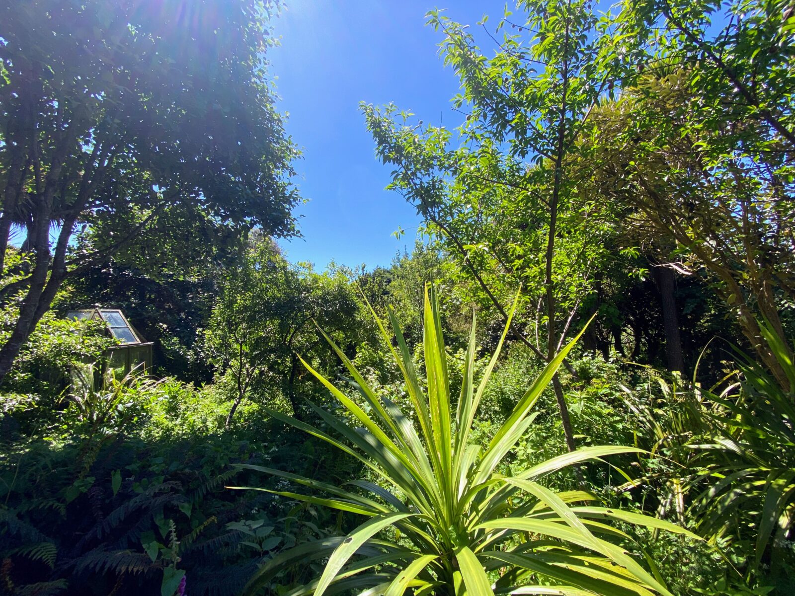 Edible food forest