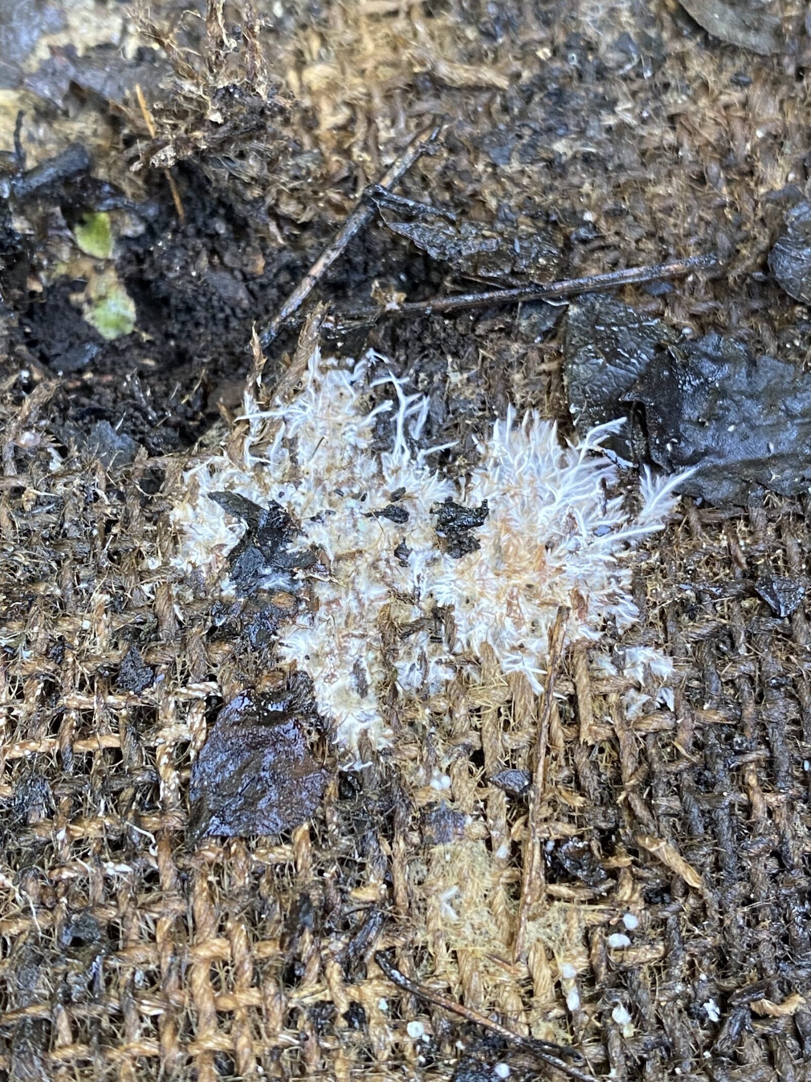The humble hessian sack meets mycelium