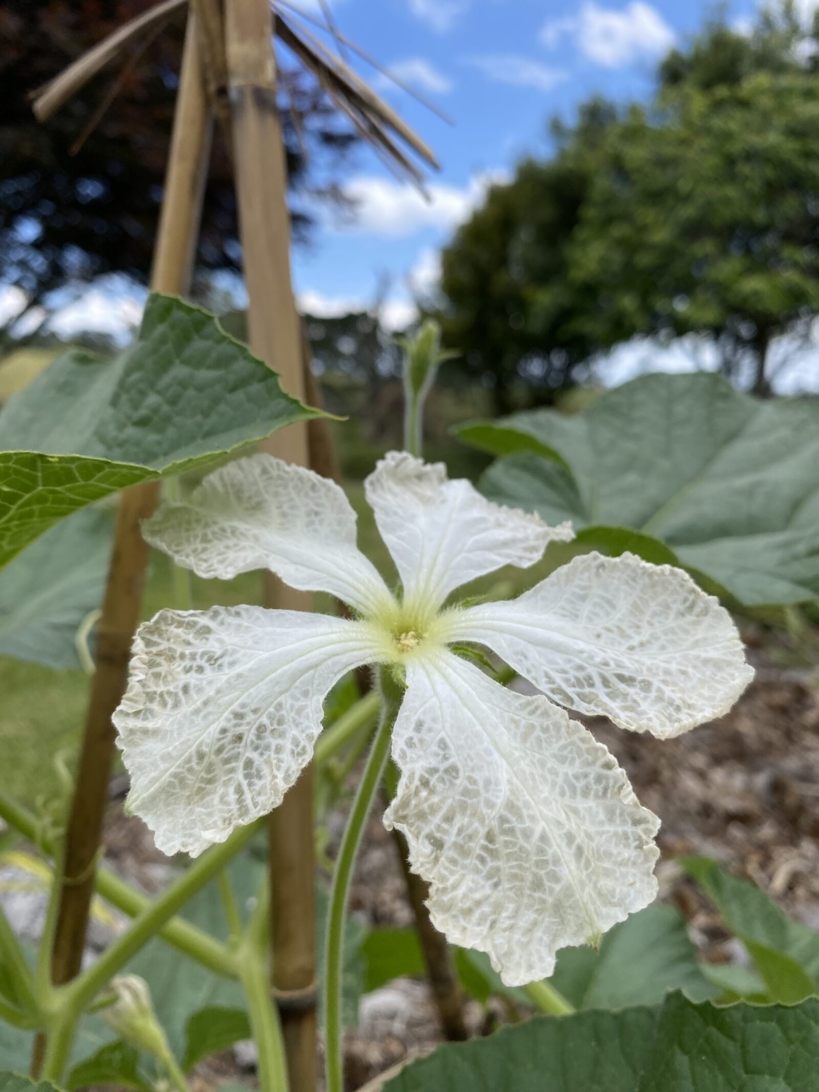 Hue - Lagenaria siceraria (Gourd)