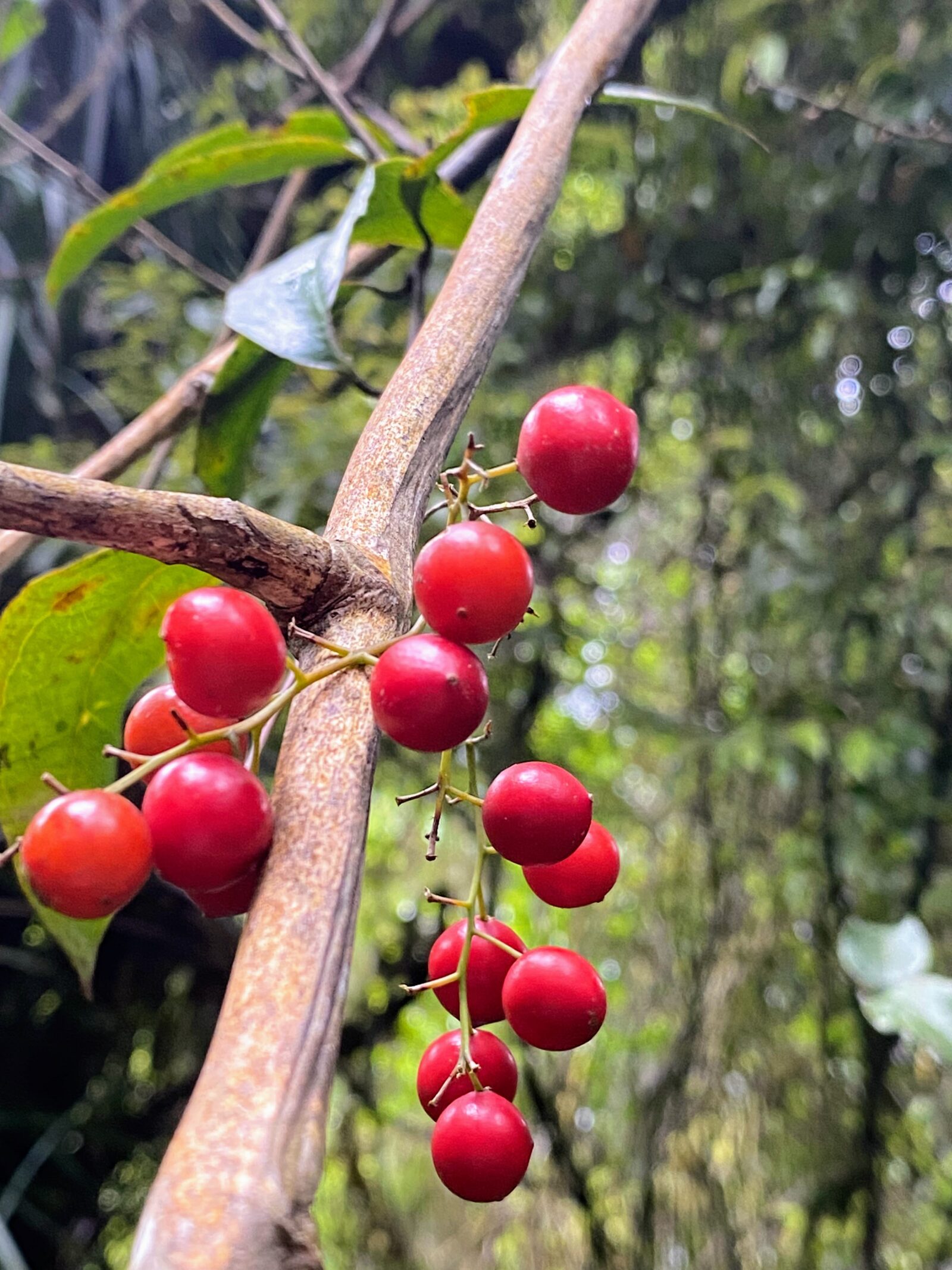 Kareao / Ripogonum scandens / Supplejack, the delicous bush snack