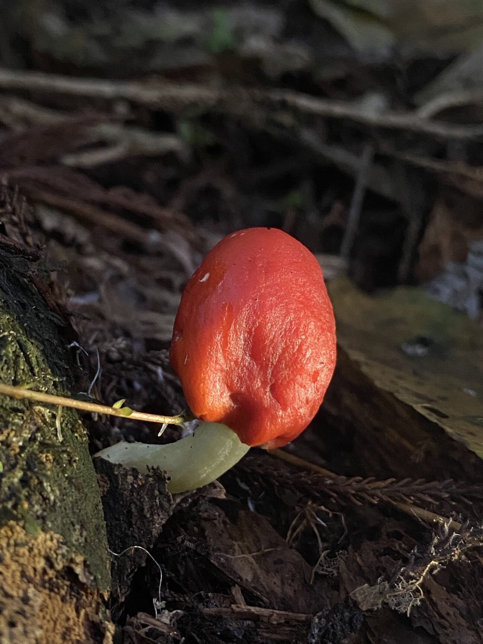 Leratiomyces erythrocephalus