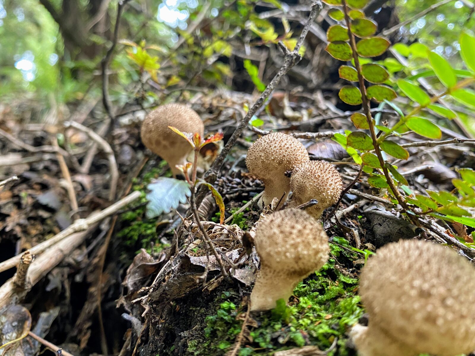 Lycoperdon perlatum 1