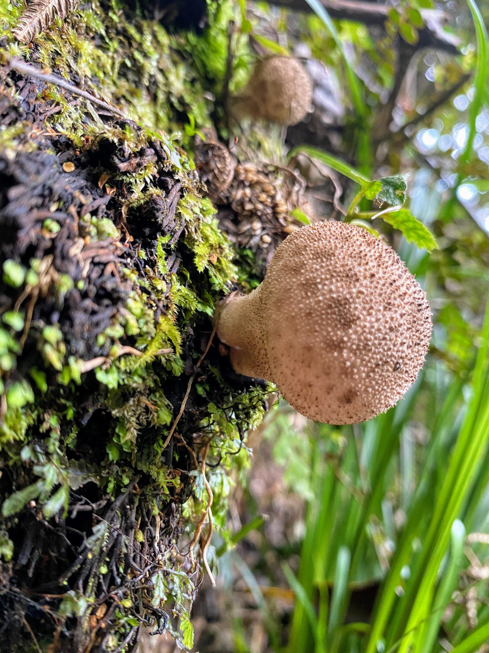 Lycoperdon perlatum (Common puffball)