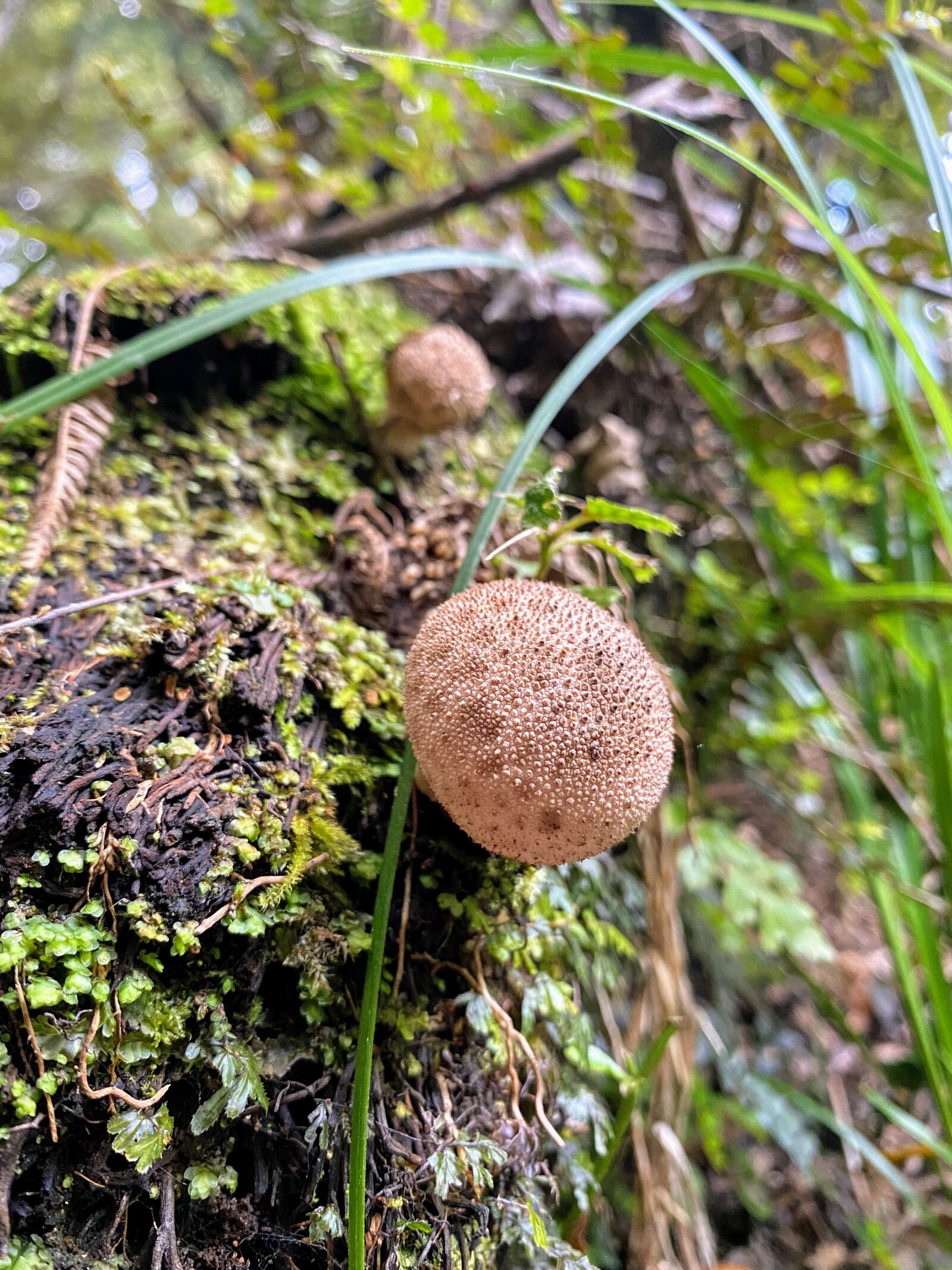 Lycoperdon perlatum 3