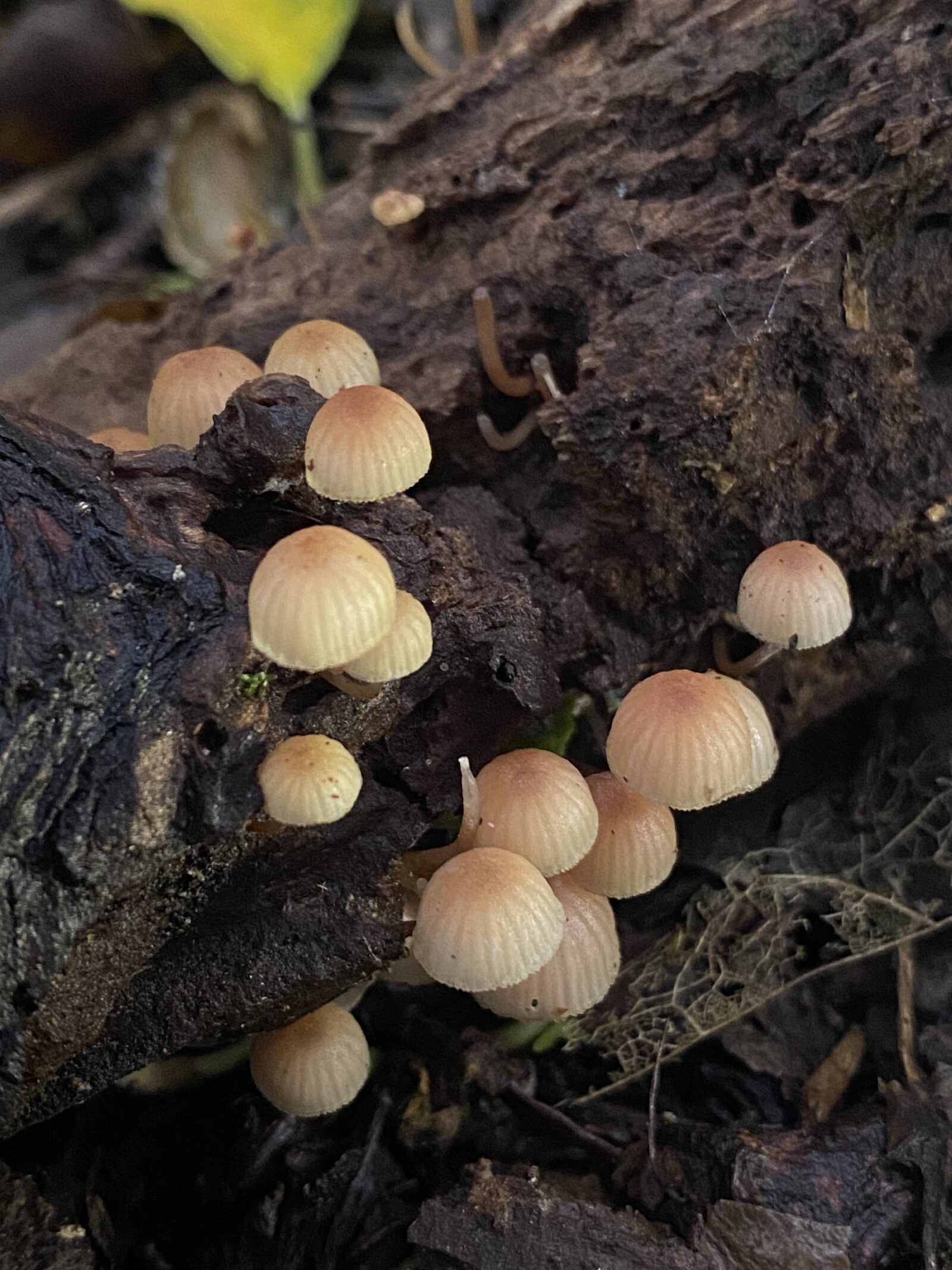 Mycena mariae 1