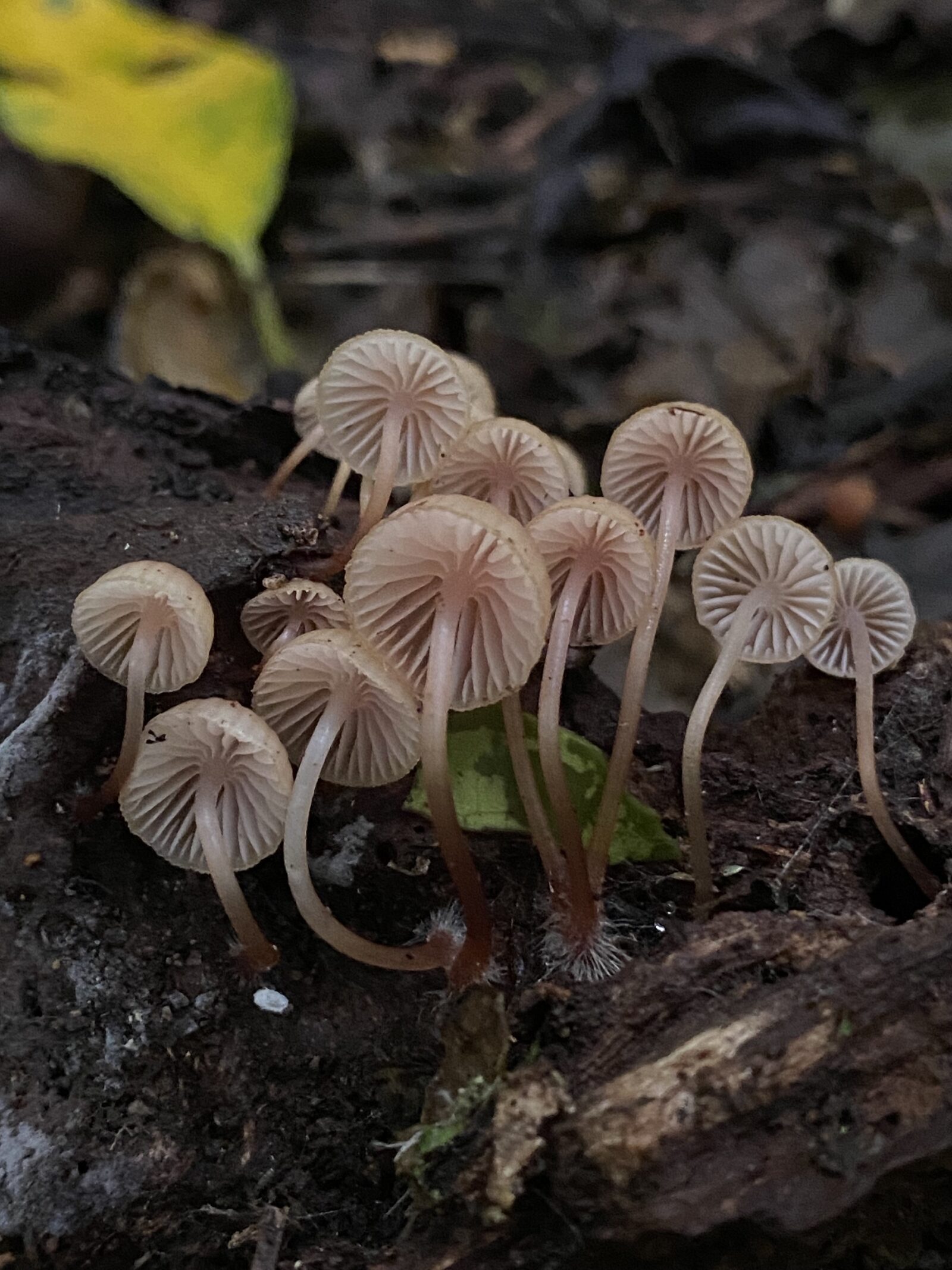 Mycena mariae 2