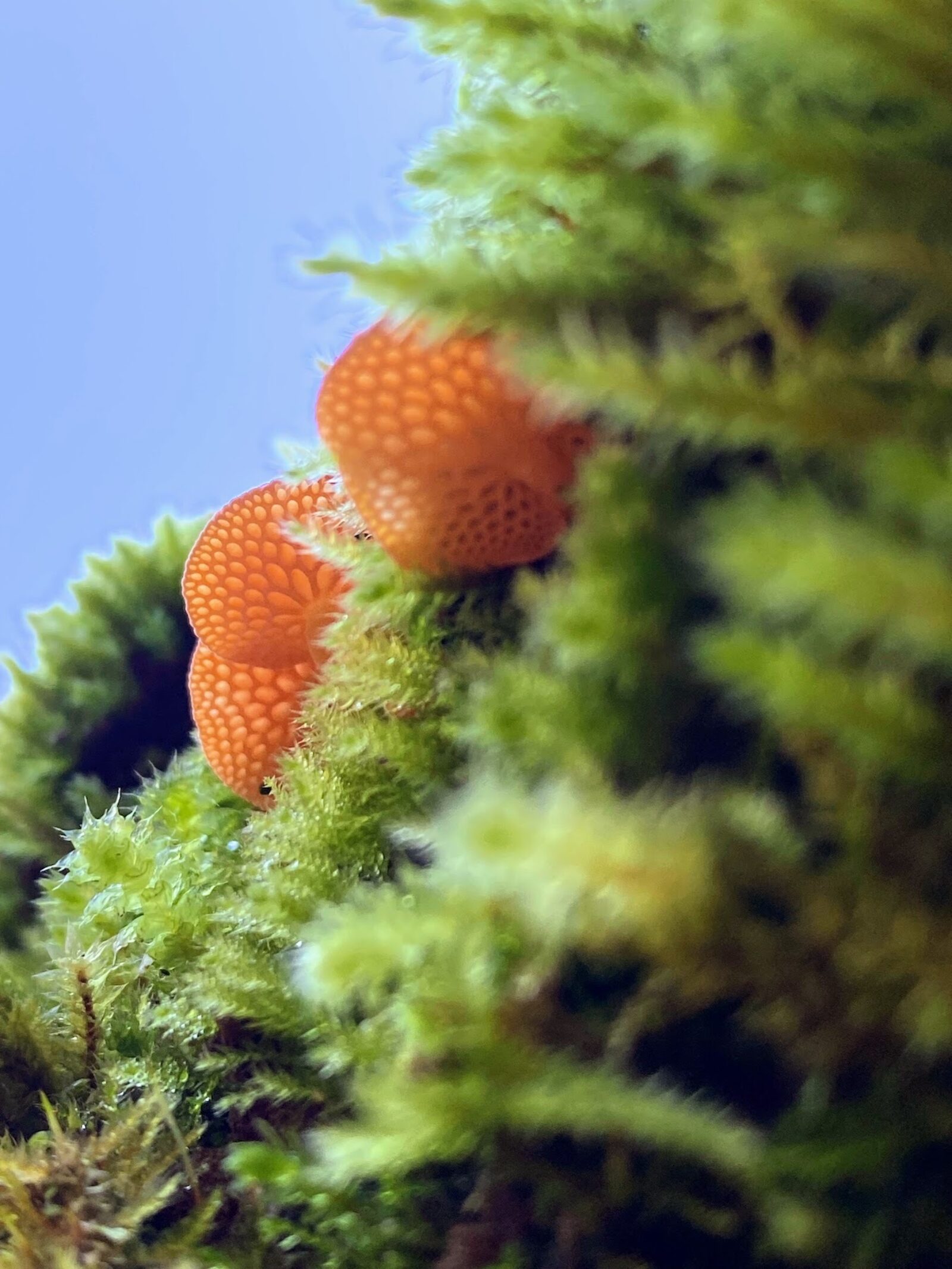 Orange pore fungus and moss