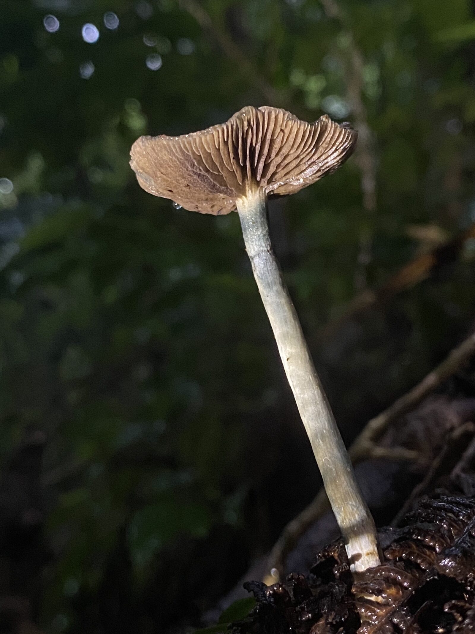 Psilocybe