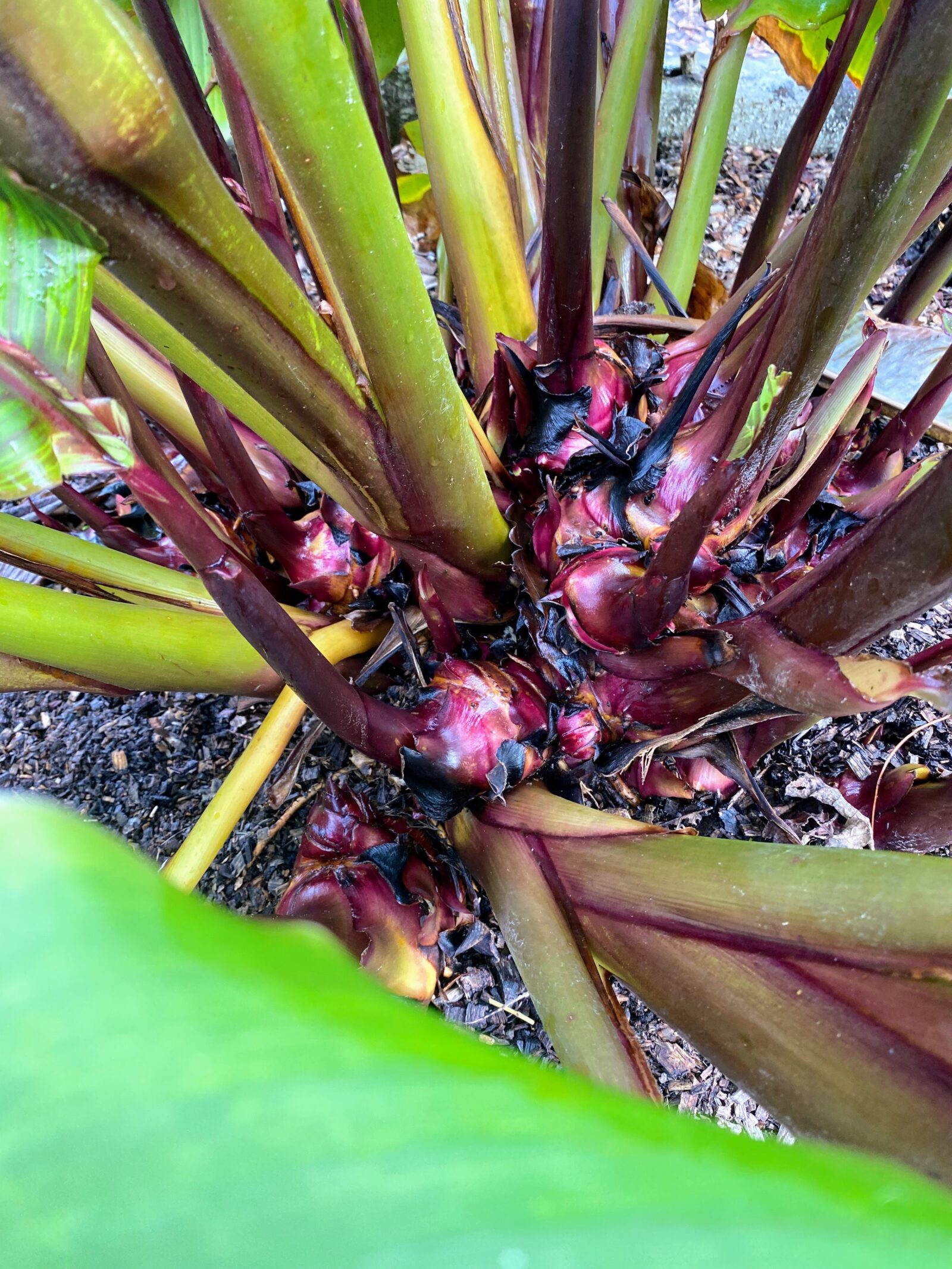 Queensland Arrowroot harvest