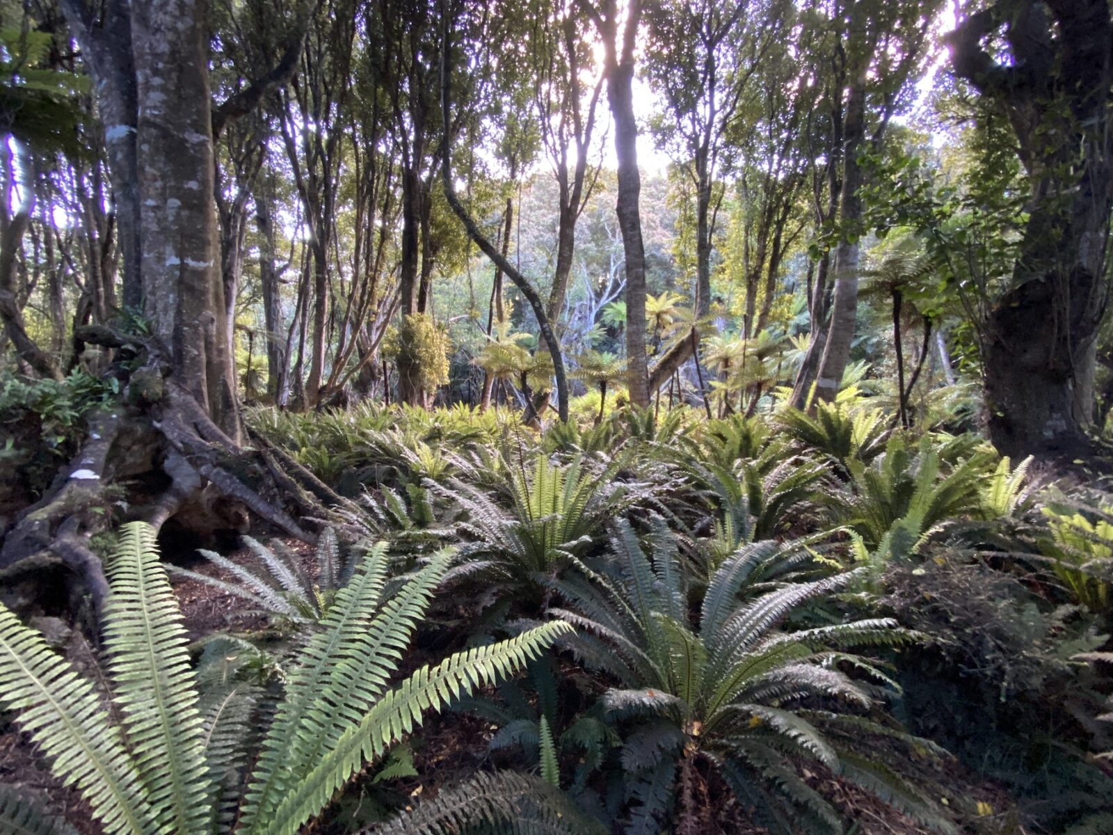 Rakiura National Park