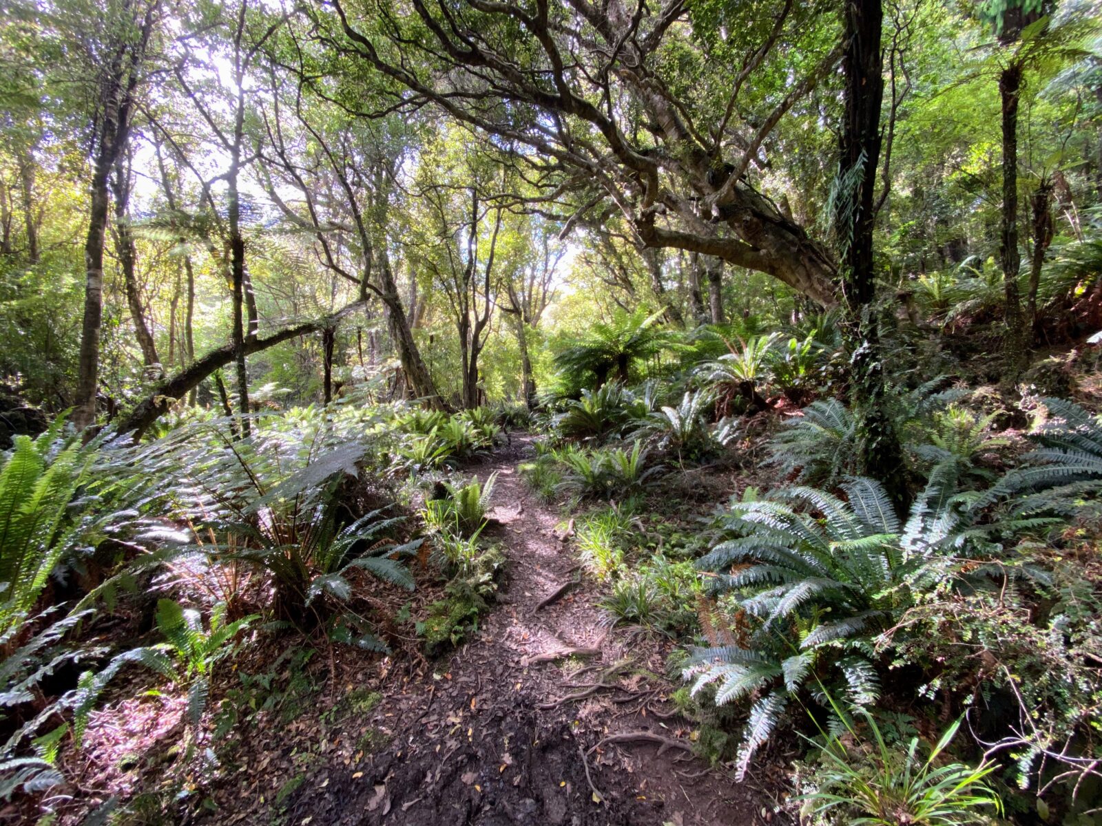 Rakiura national park 2