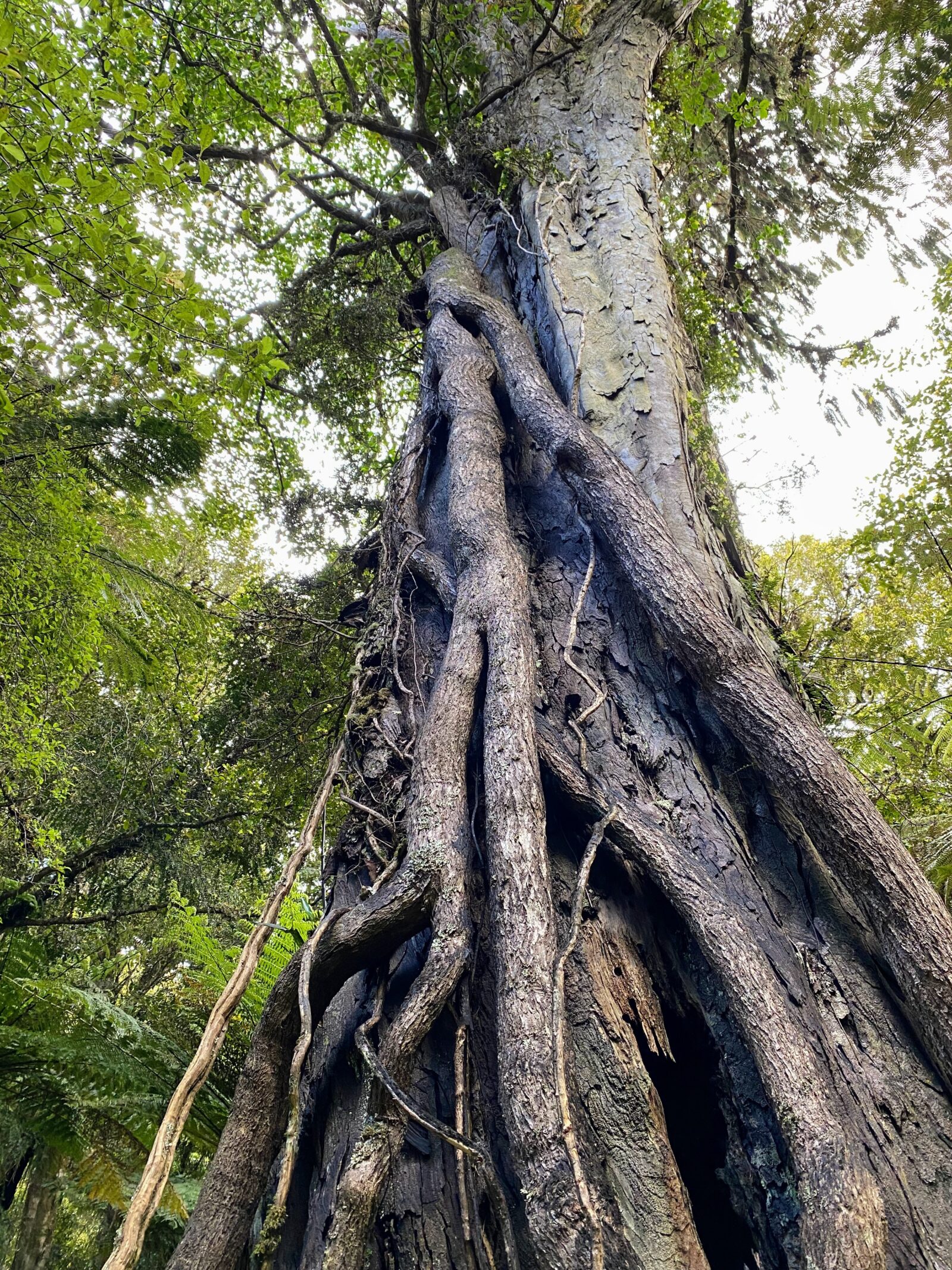 Rakiura national park 3