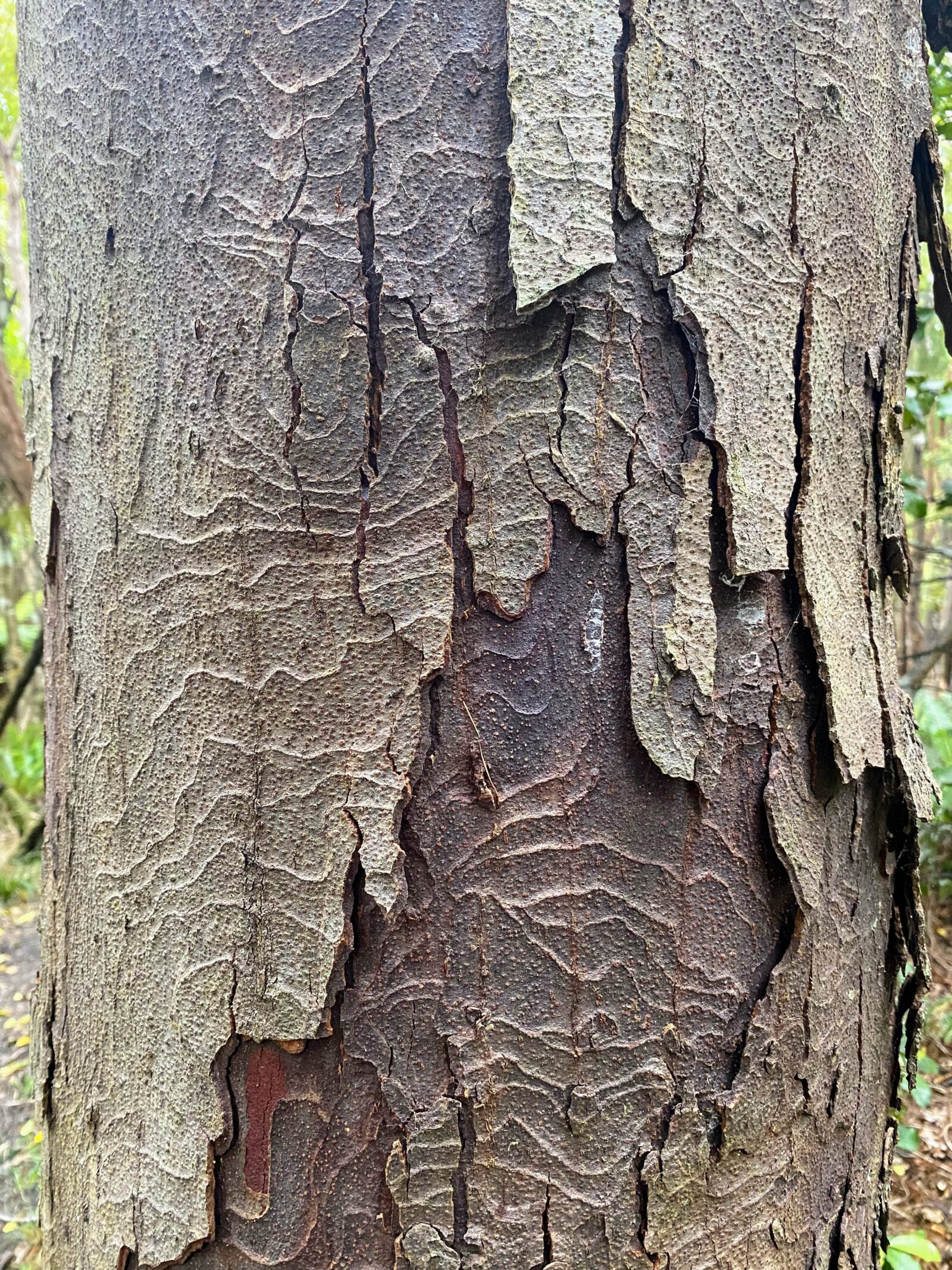 Rakiura national park 4