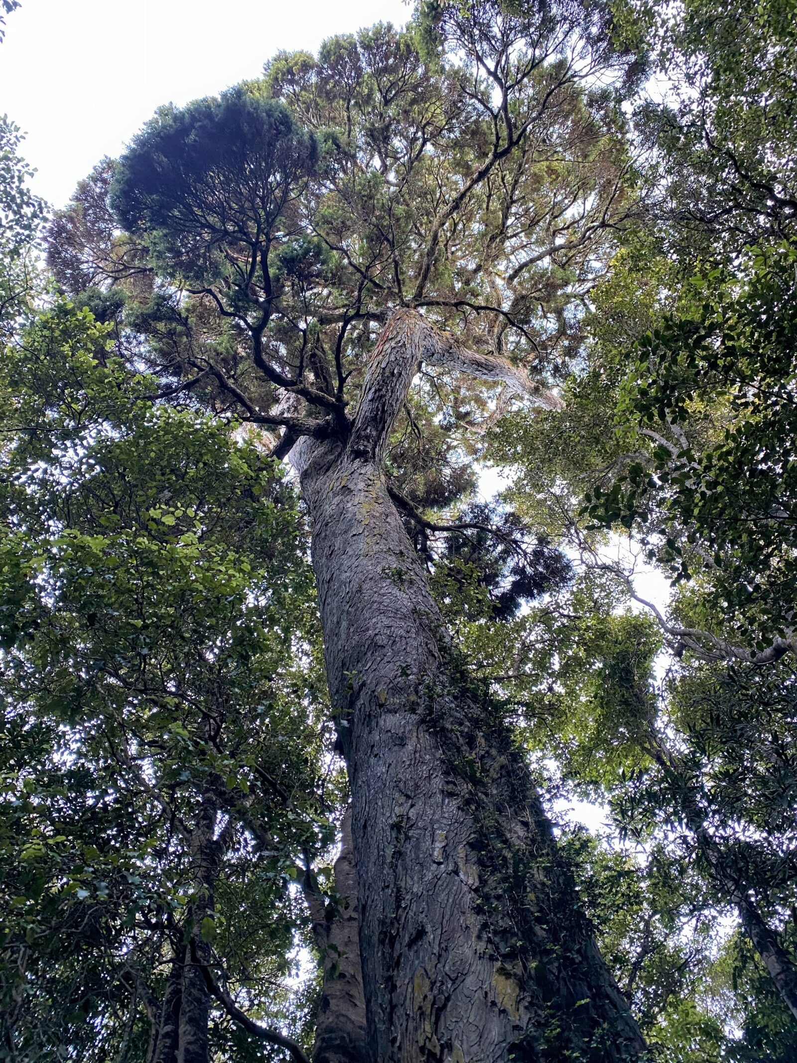 Rakiura national park 5