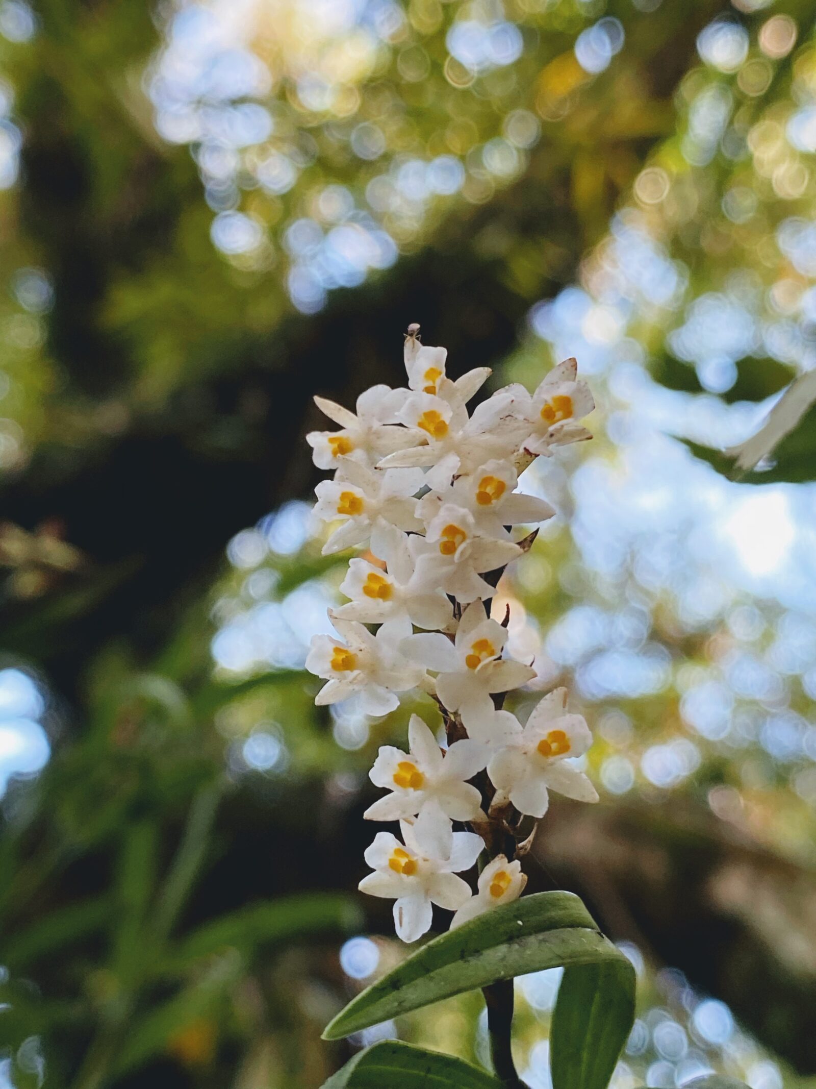 Raupeka / Earina autumnalis / Easter orchid