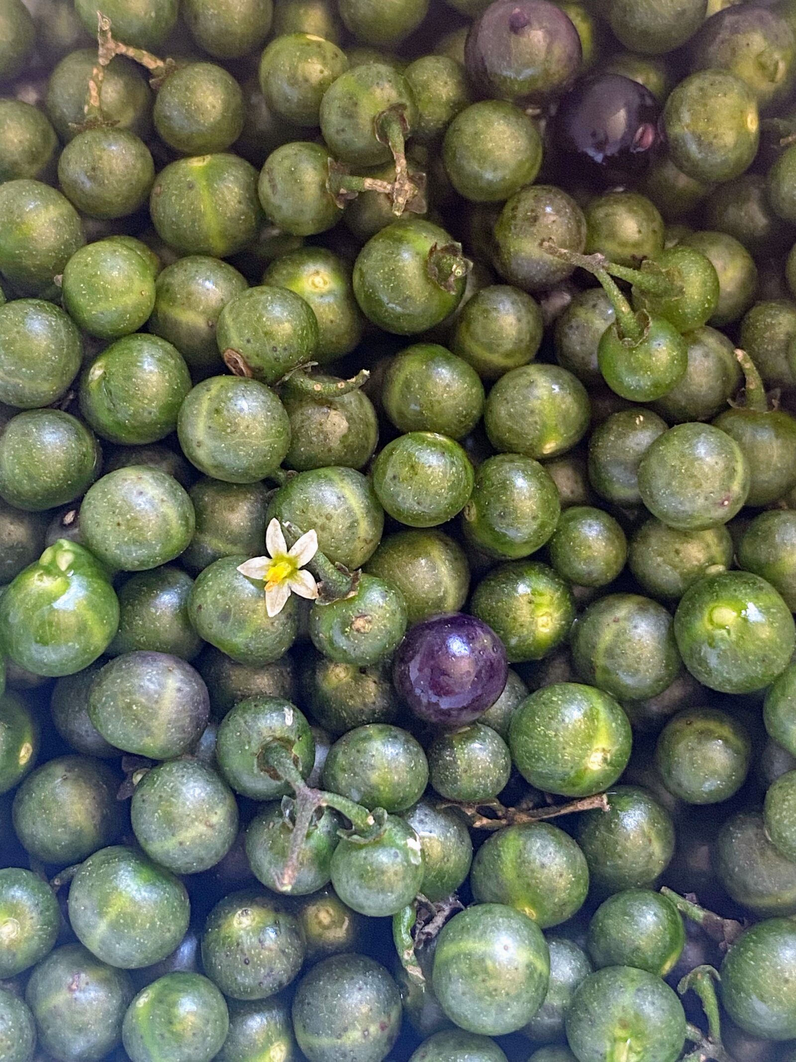 Raupeti or Remuroa / Solanum nodiflorum / Small-flowered nightshade