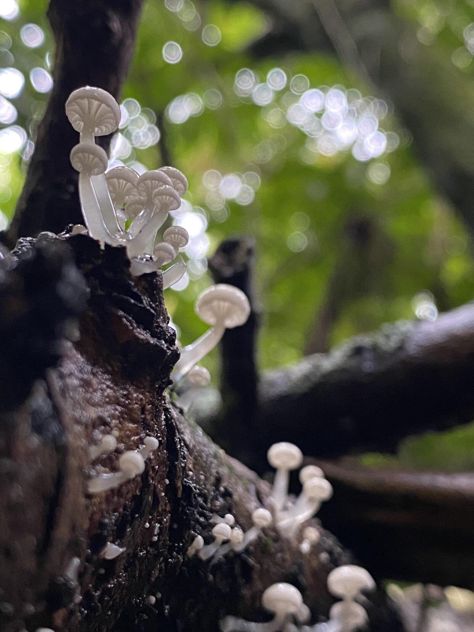 Roridomyces austrororidus 2