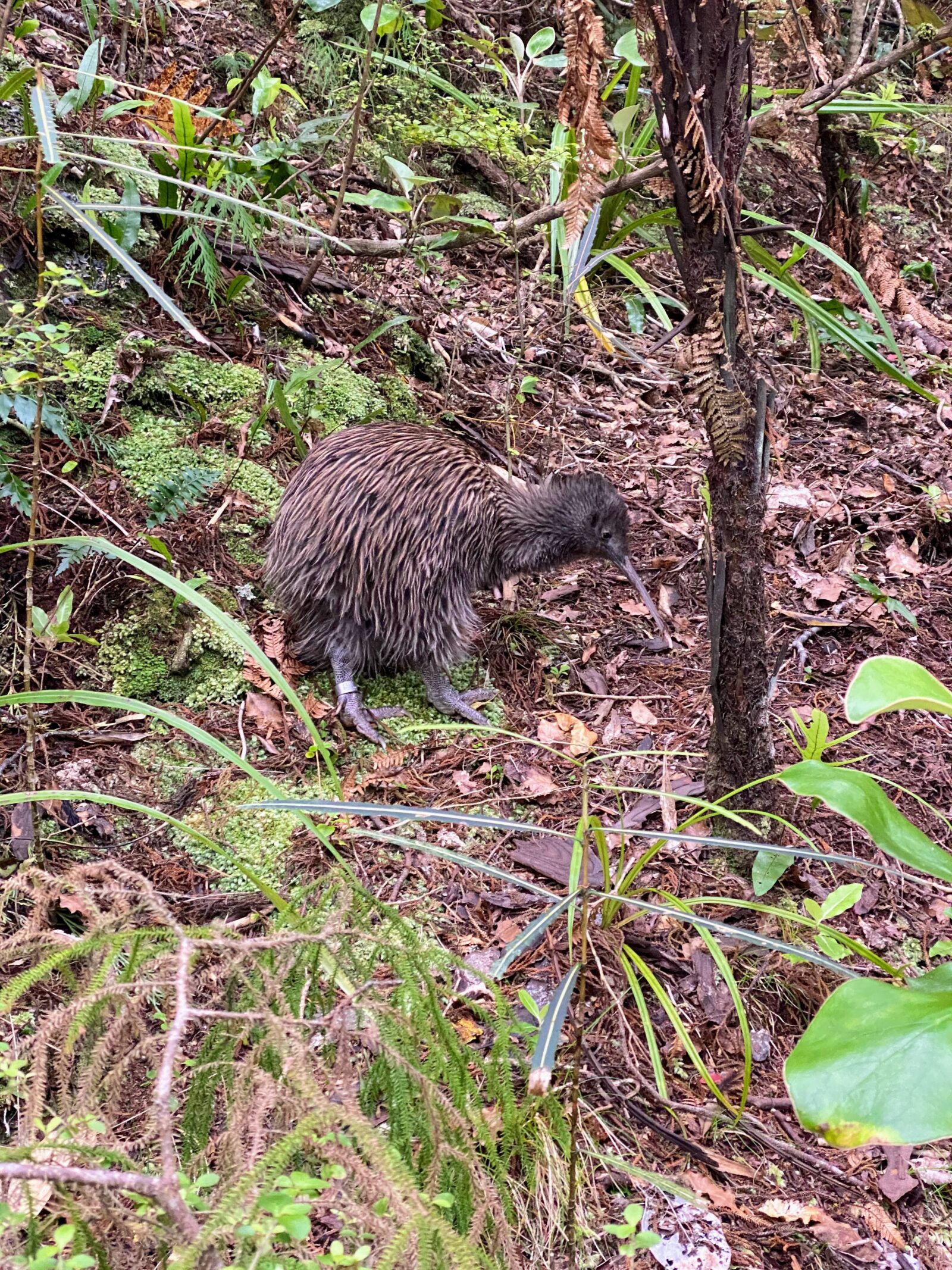 Stewart Island tokoeka / Southern brown kiwi