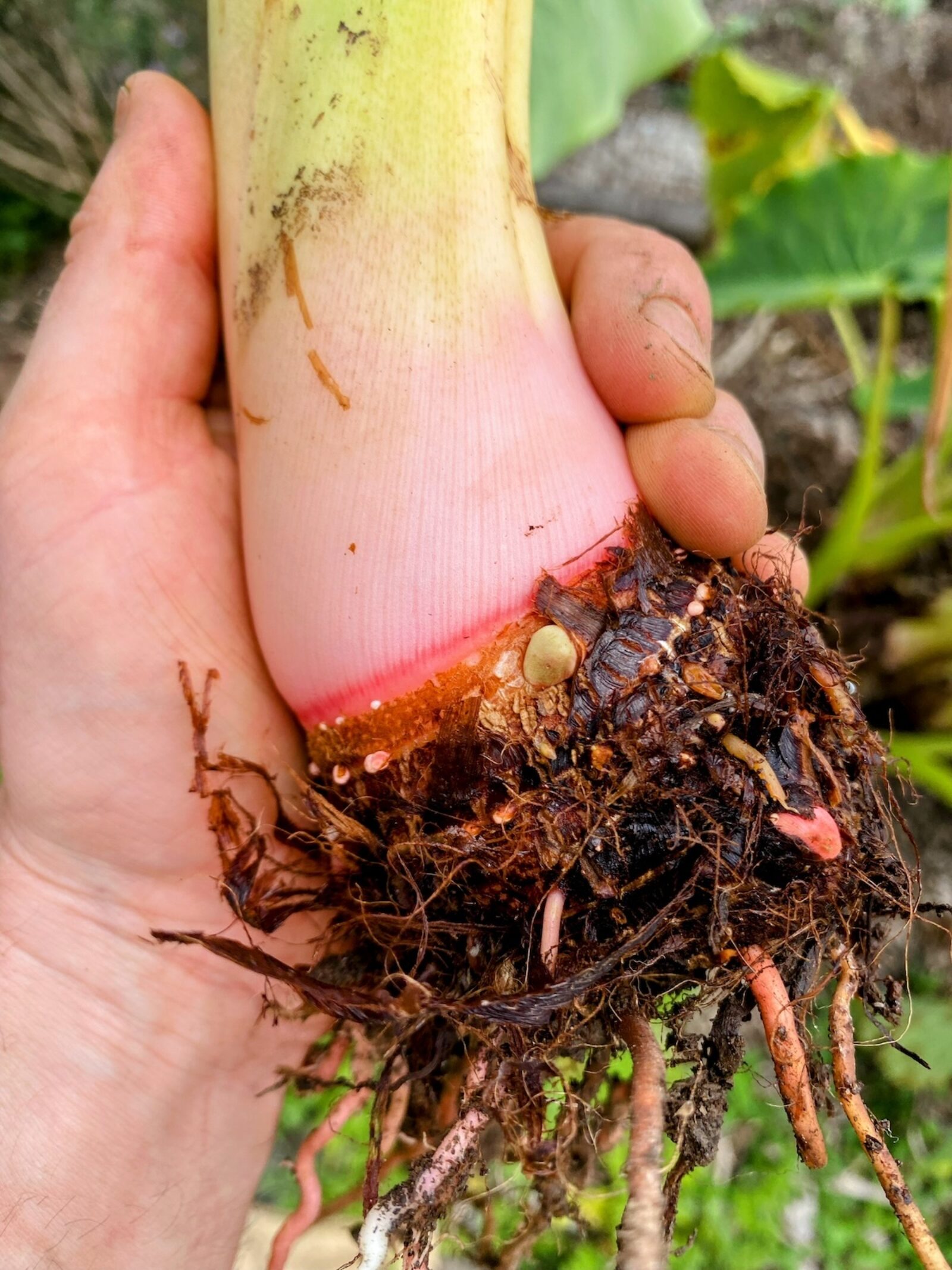 Taro harvest 2