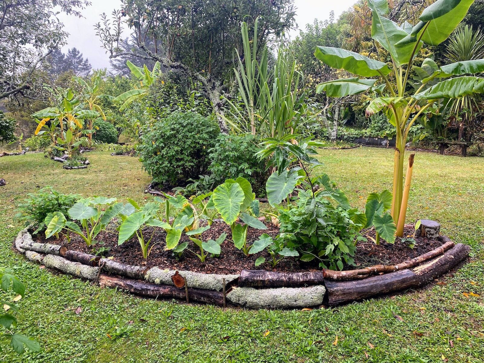 Tropical guild x hugelkultur