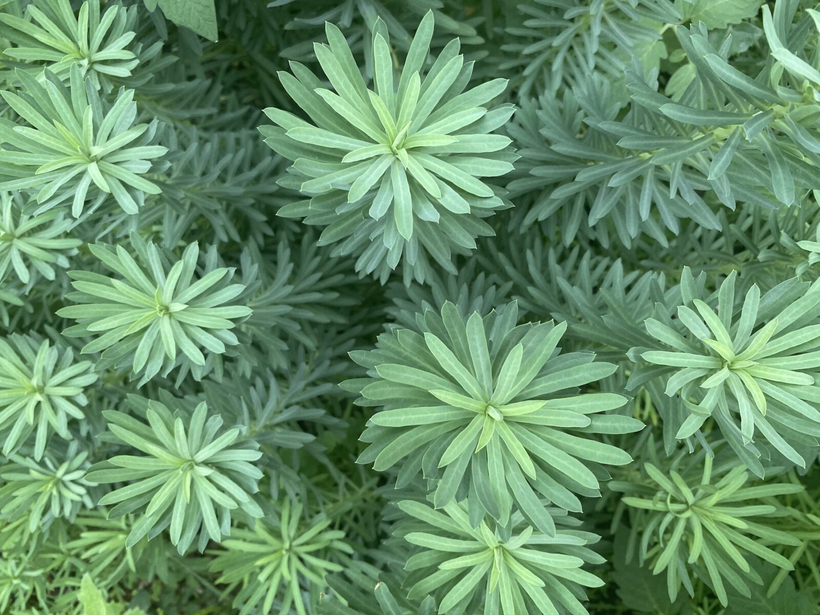 Waiū atua or Waiū o Kahukura / Euphorbia glauca